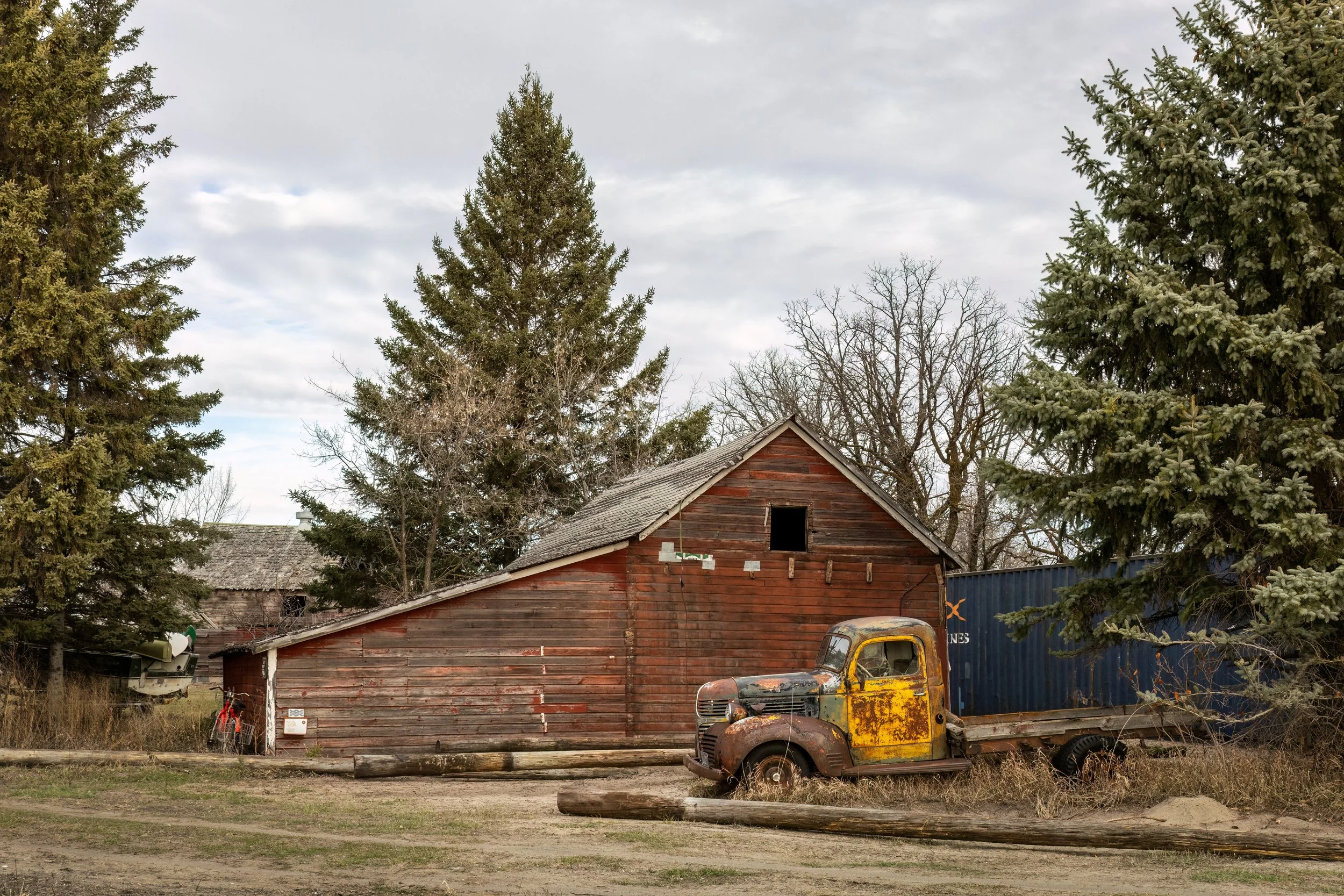 Weathered red barn and vintage dodge truck with yellow door sits in front of towering evergreen trees.