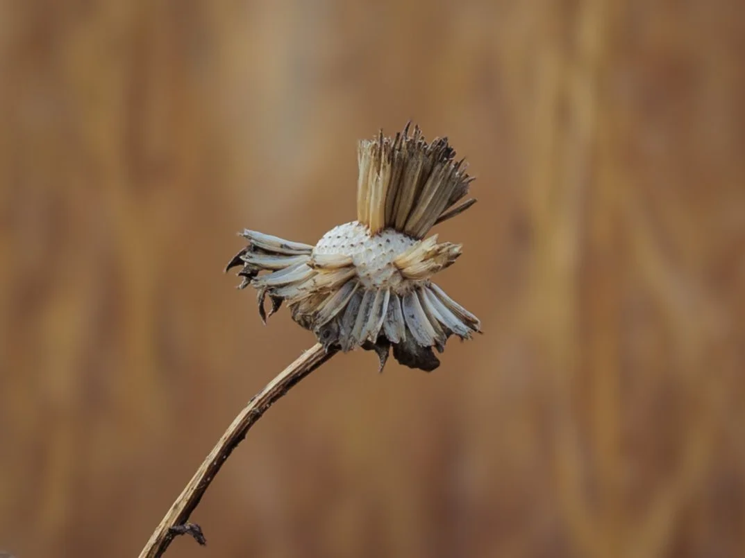 A dry, wilted flower with a curved stem and faded petals against a wooden background.