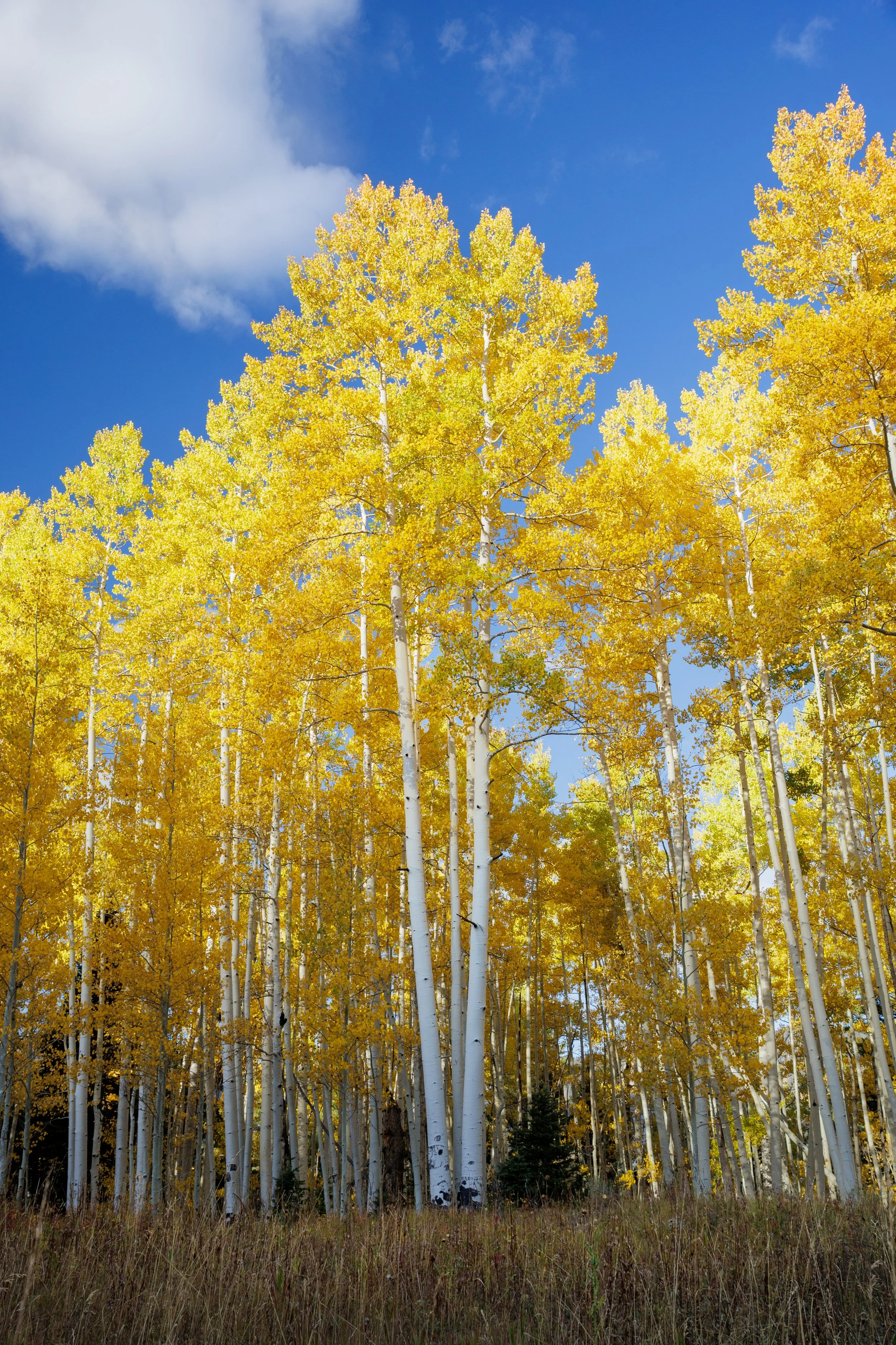 Tall trees with yellow leaves in a forest during autumn under a blue sky with clouds.