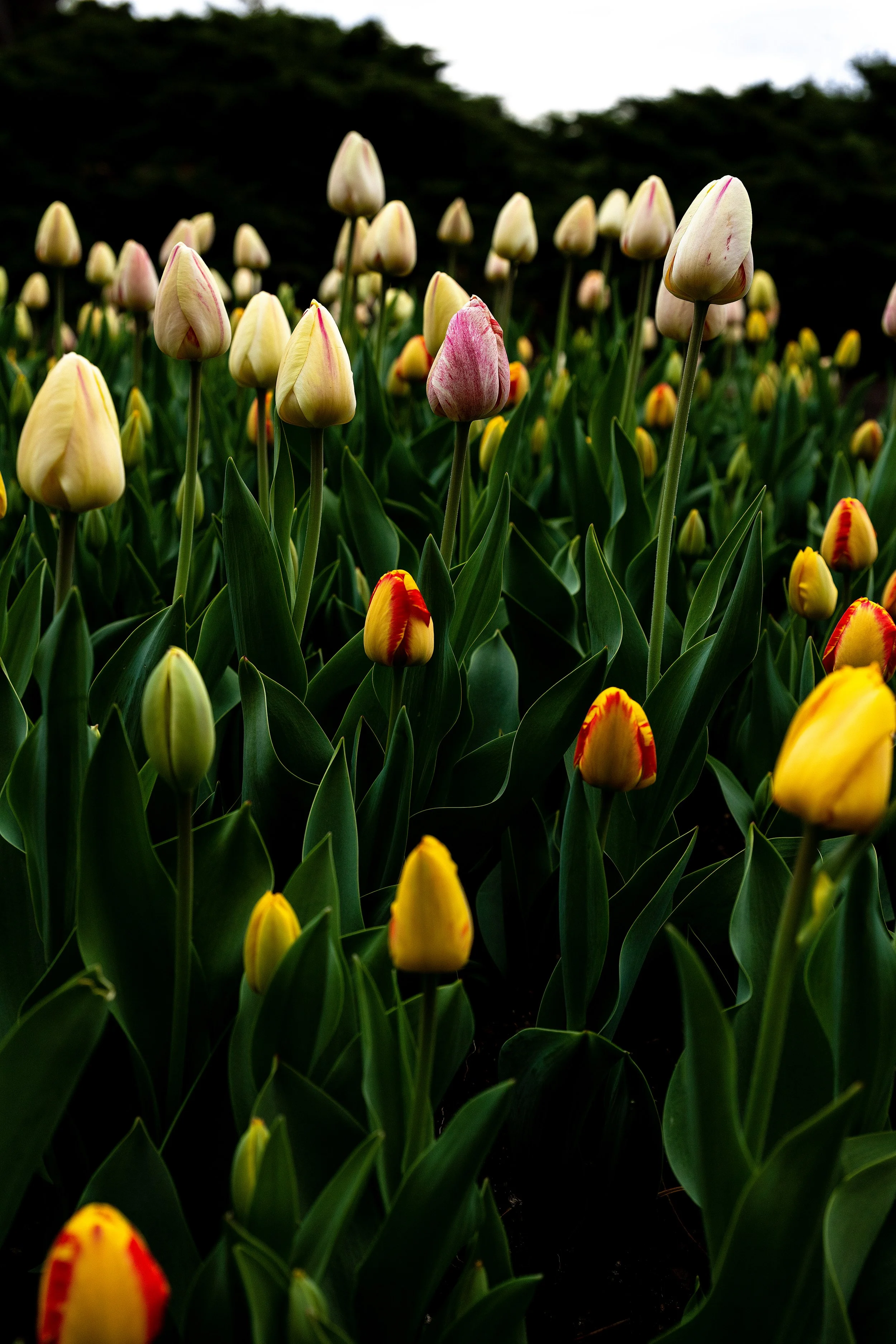 Sunken Gardens-5.jpg