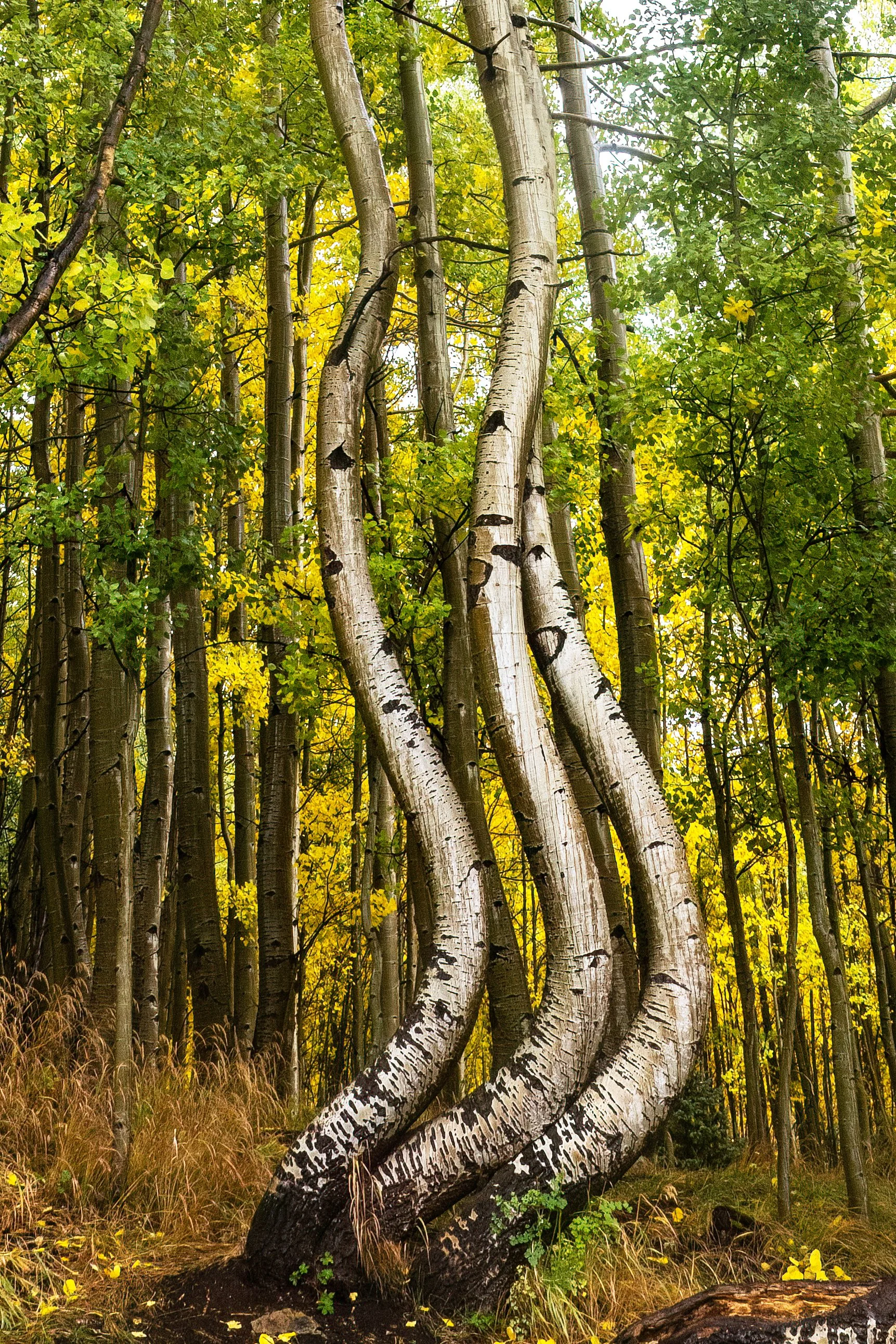 A Dance With Aspens
