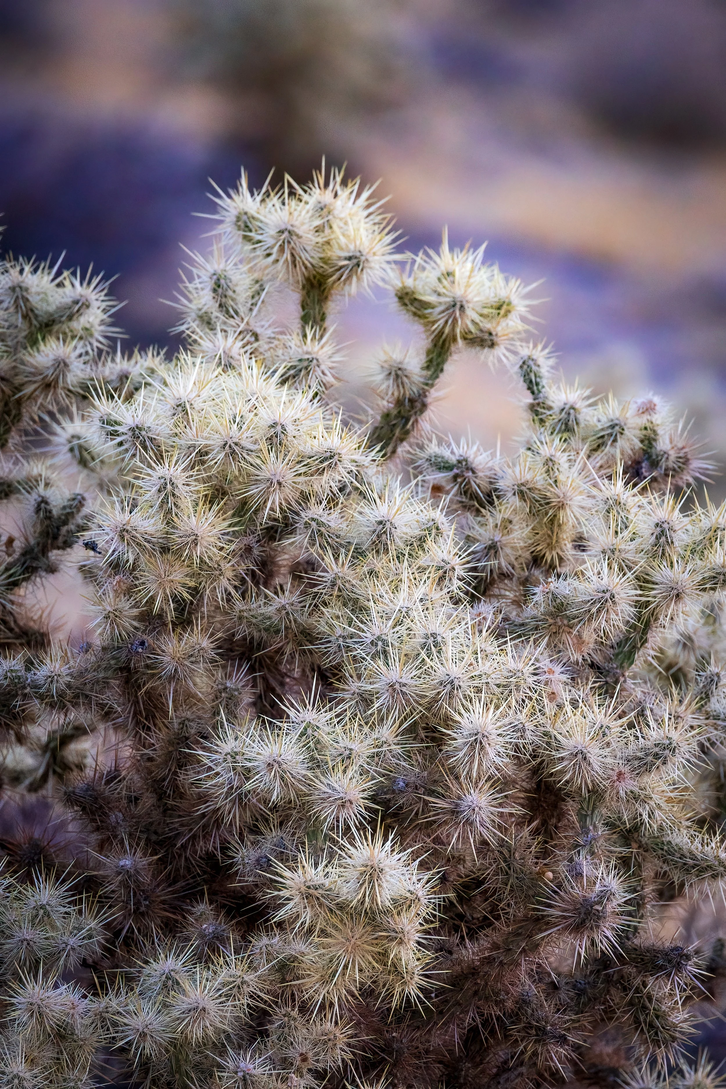 Cholla.jpg