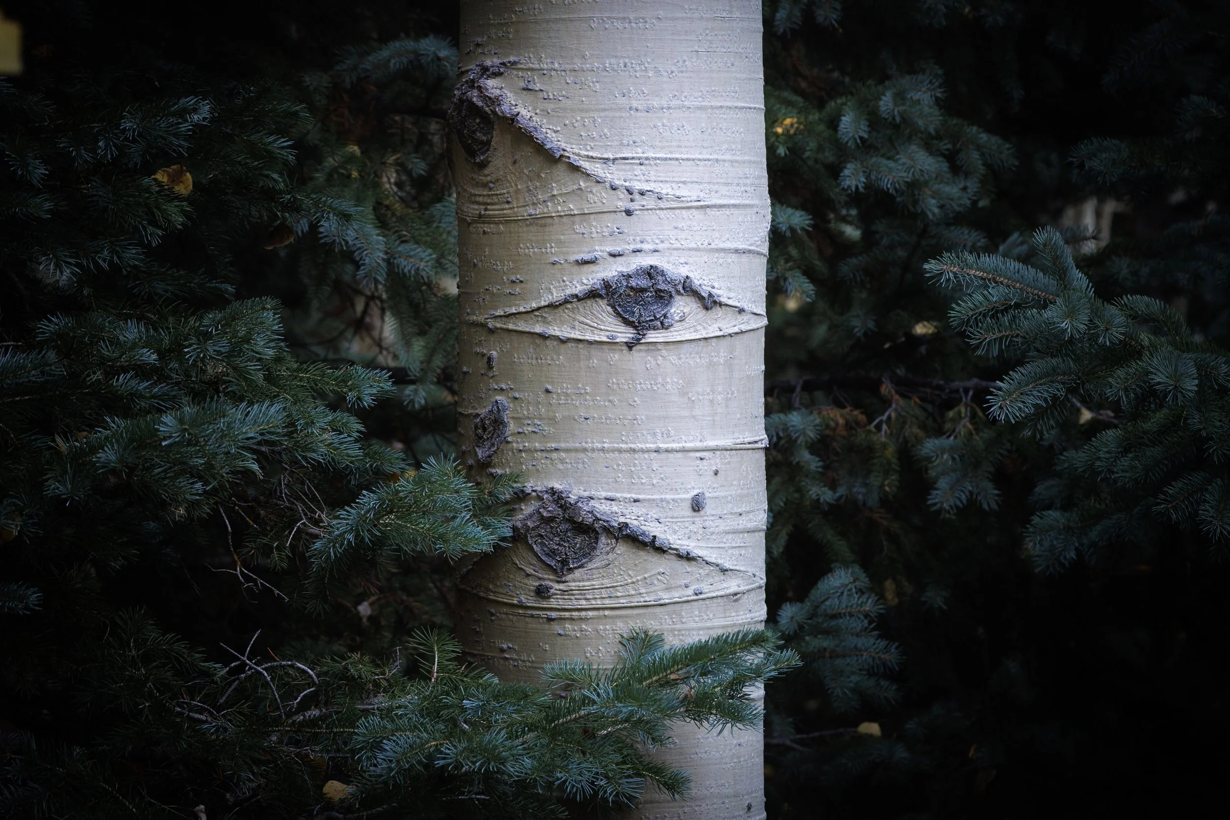 Close-up of a white birch tree trunk surrounded by dark green pine branches.