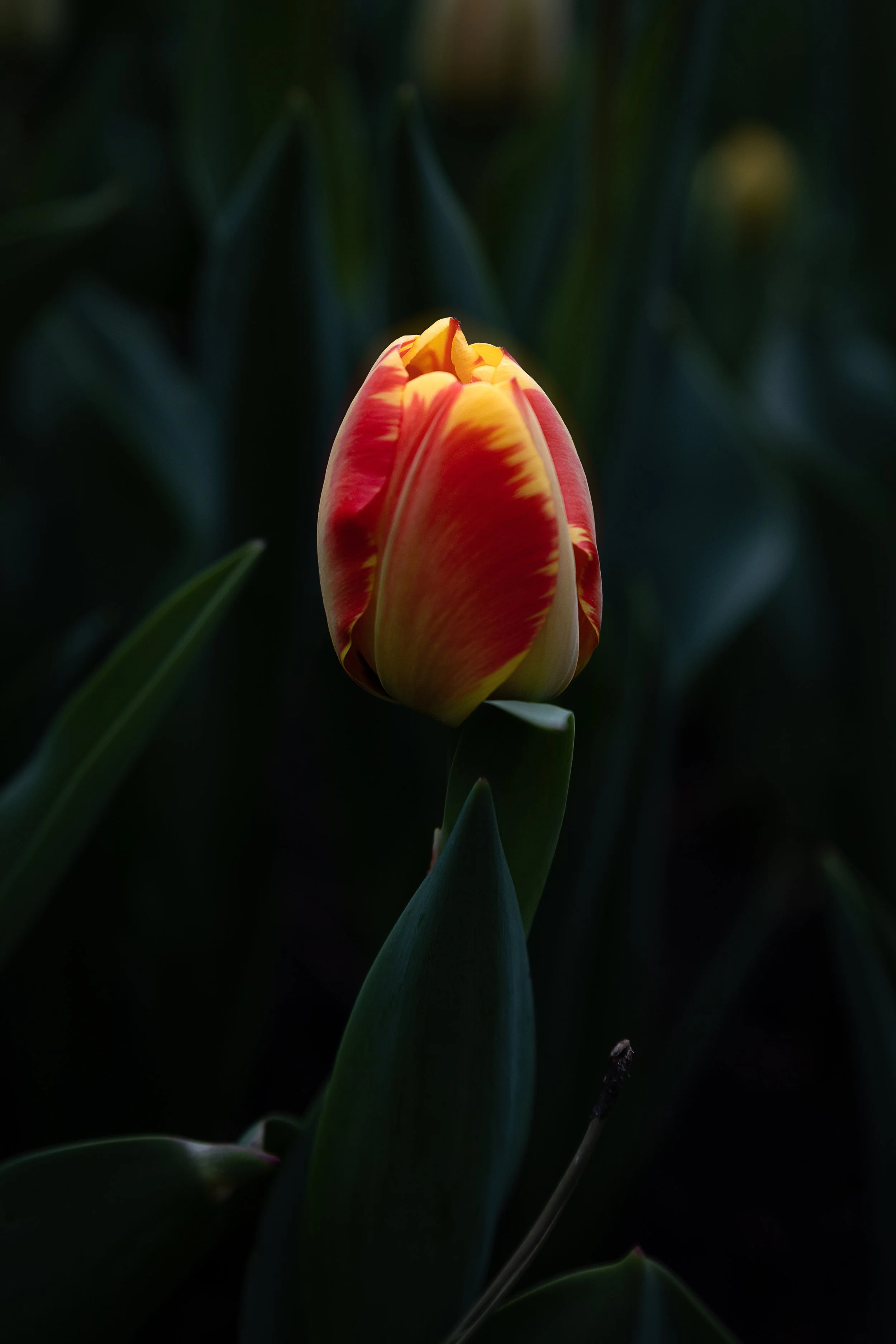 Sunken Gardens-3.jpg