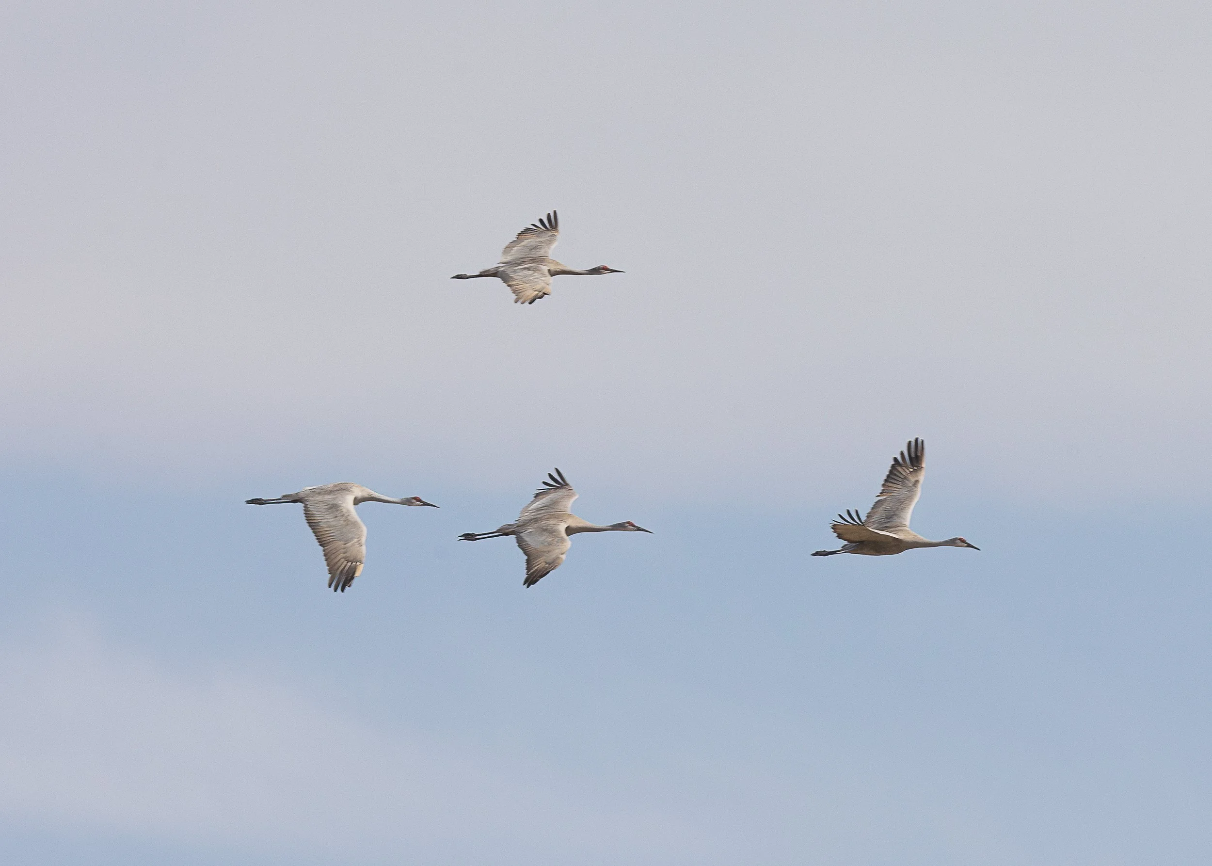 Four sandhill cranes flying in formation against a cloudy sky.