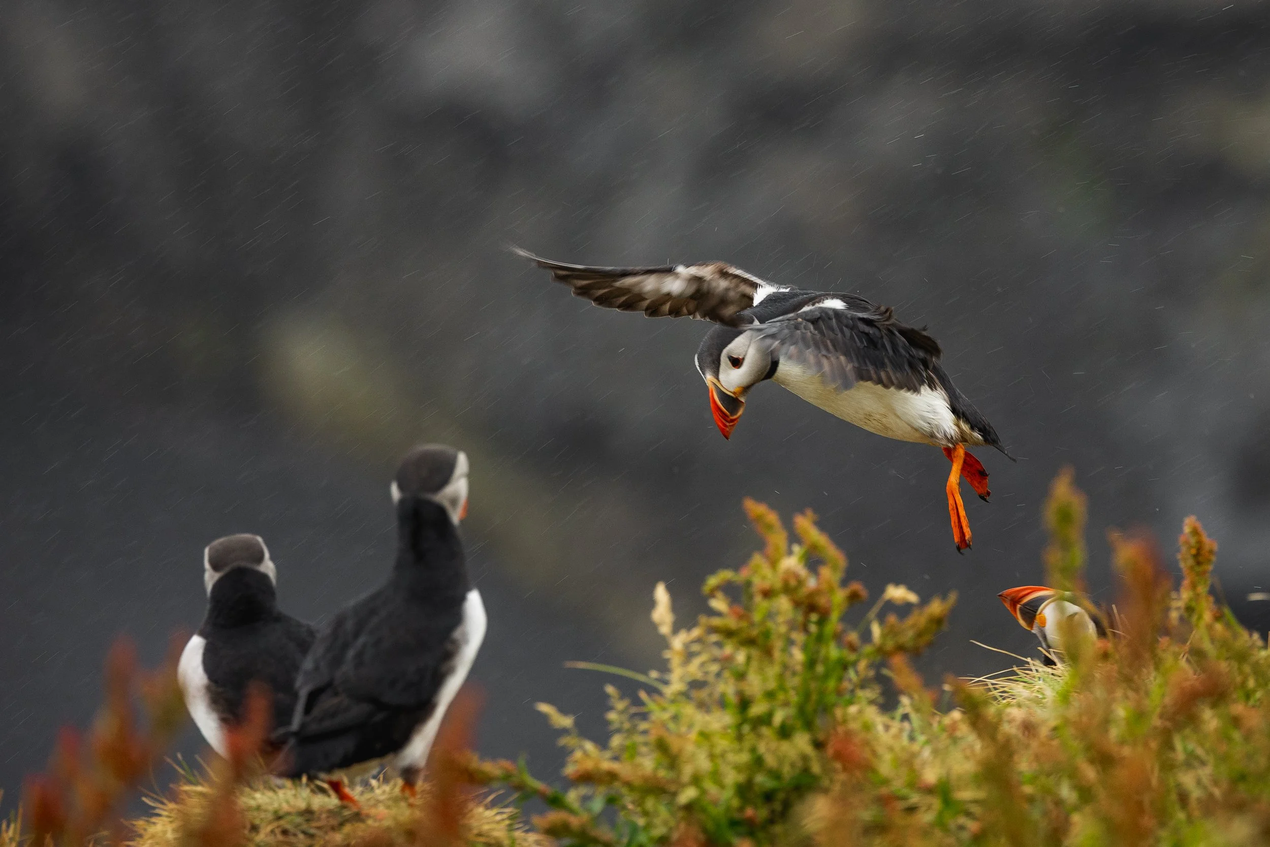 Puffins-11.jpg