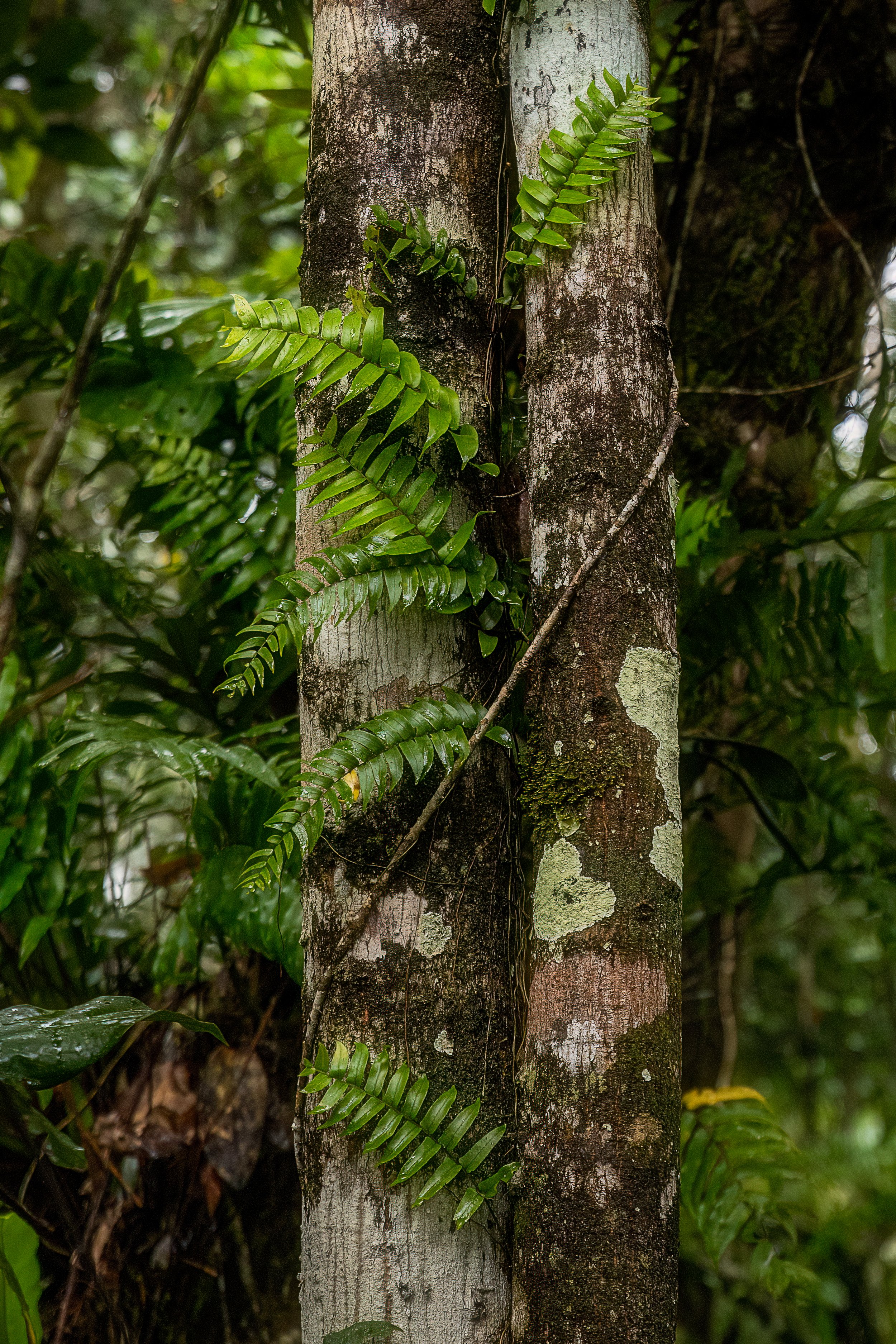 Tree Love.jpg