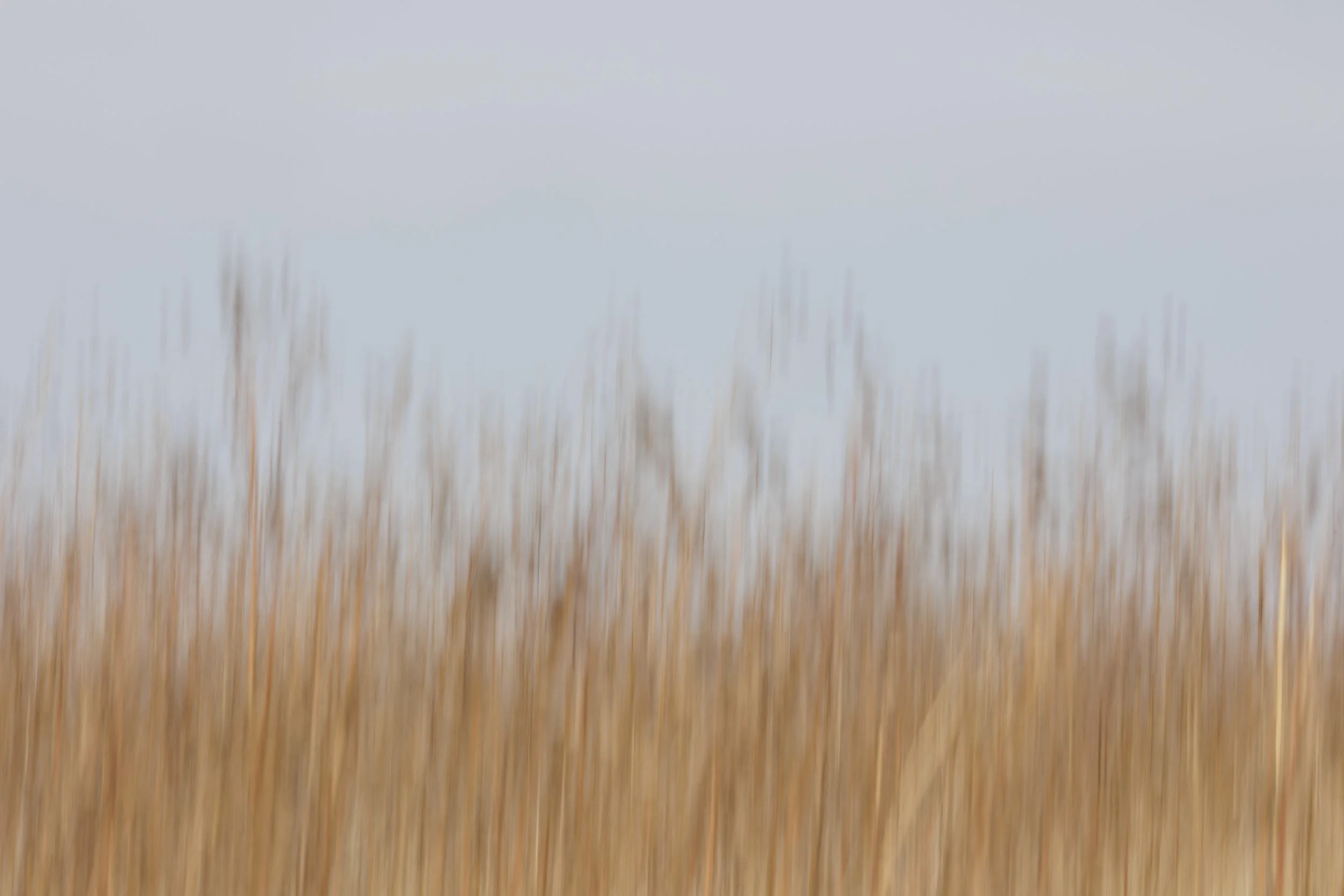 Blurred image of tall, dry grass or wheat against a pale sky background.