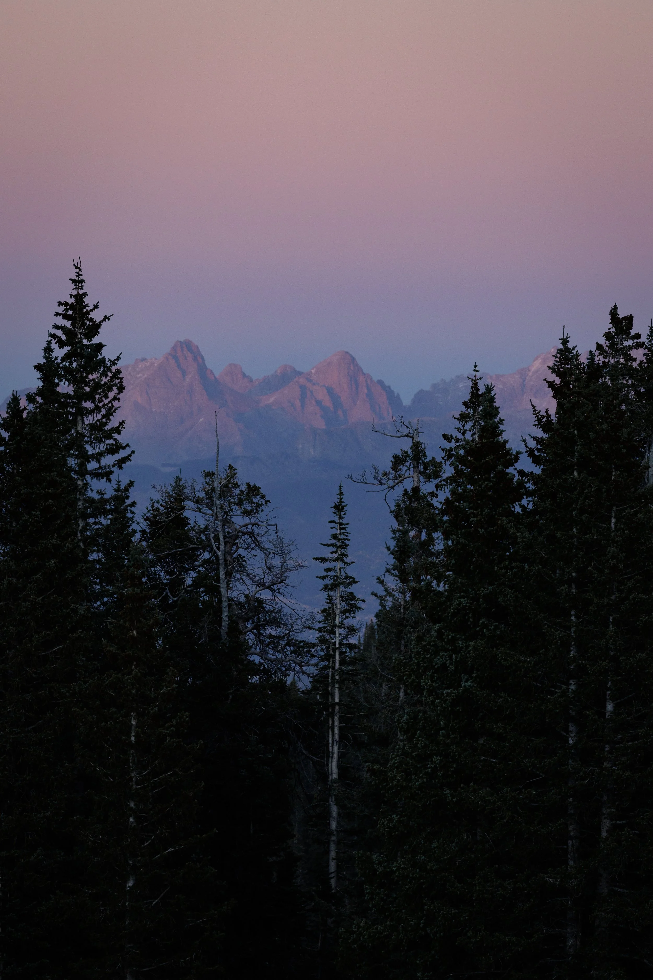 Mountain range with peaks illuminated in pink, visible through a forest of tall, dark evergreen trees at dusk.