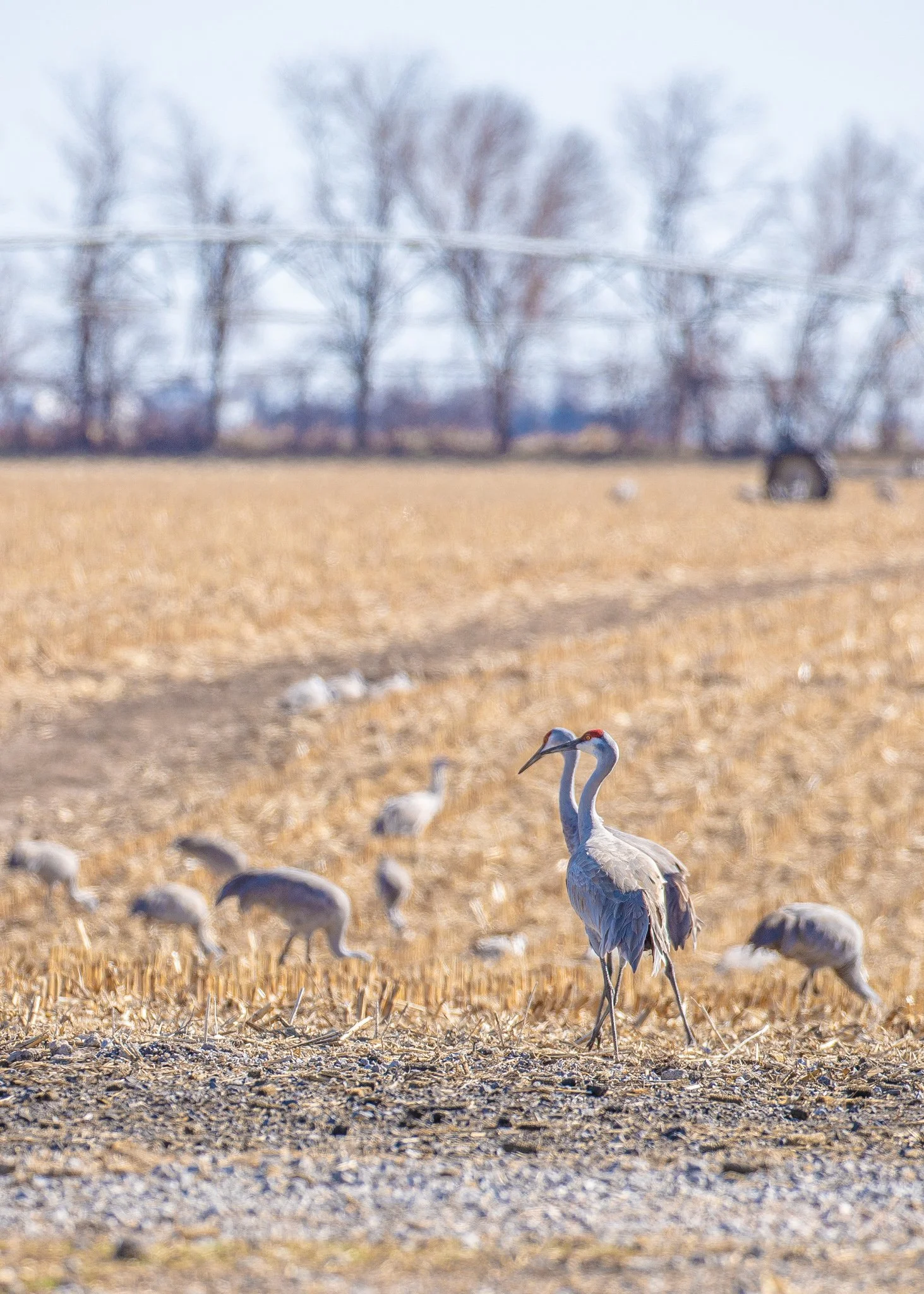 Two cranes standing in a field with a group of smaller birds foraging nearby, with barren trees and power lines in the background.