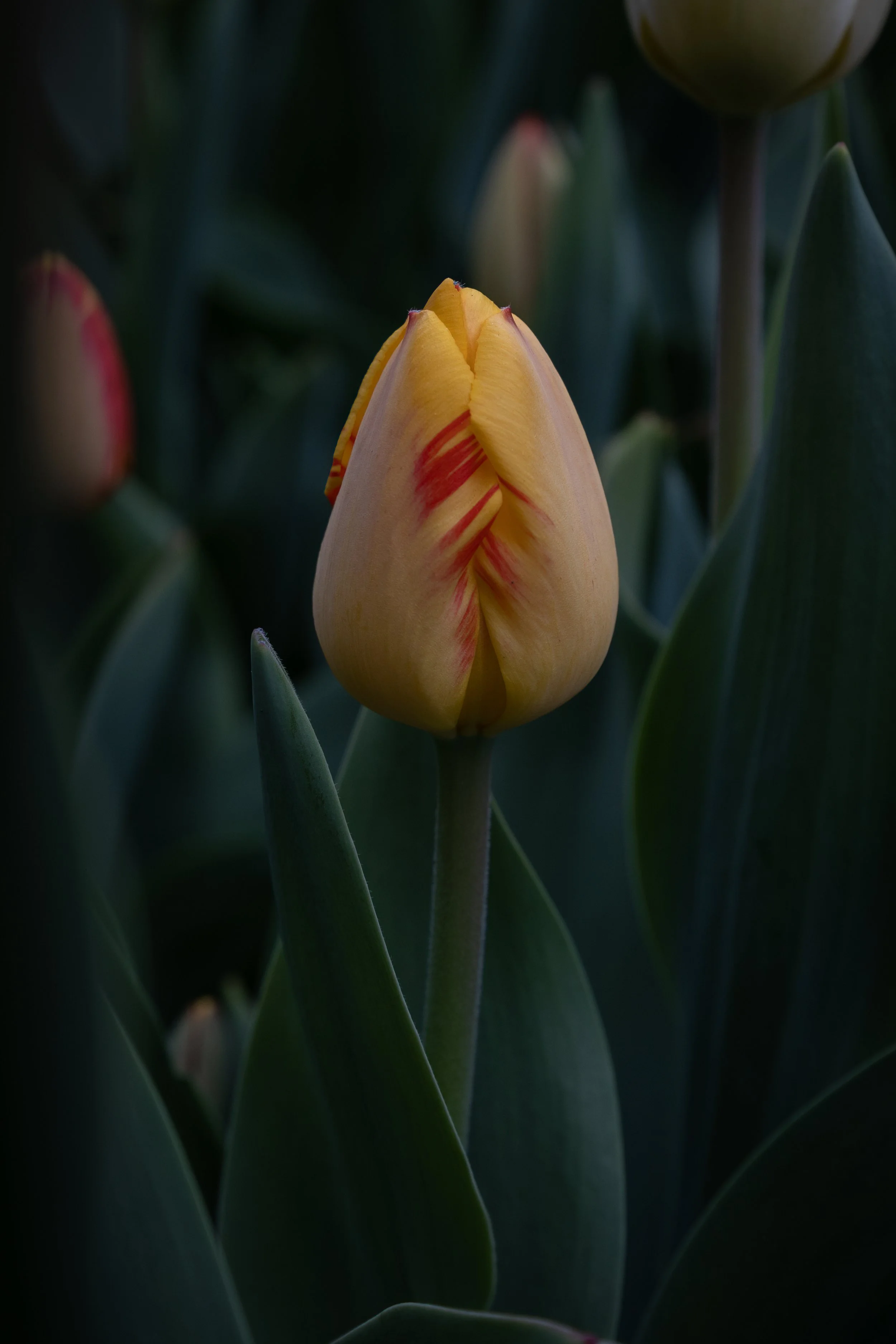 Sunken Gardens-2.jpg