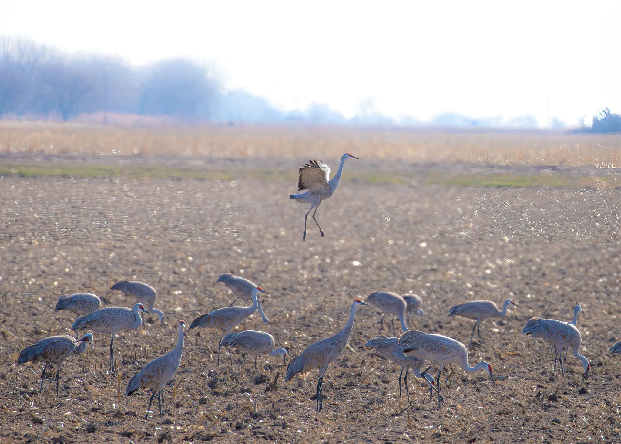 A group of sandhill cranes standing and one flying in a farmland or wetland landscape with bright sunlight and soft background trees.