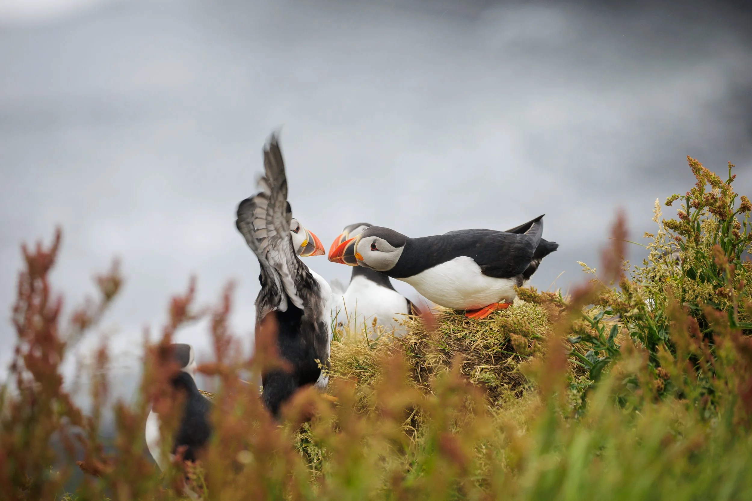 Puffin Stand Off.jpg