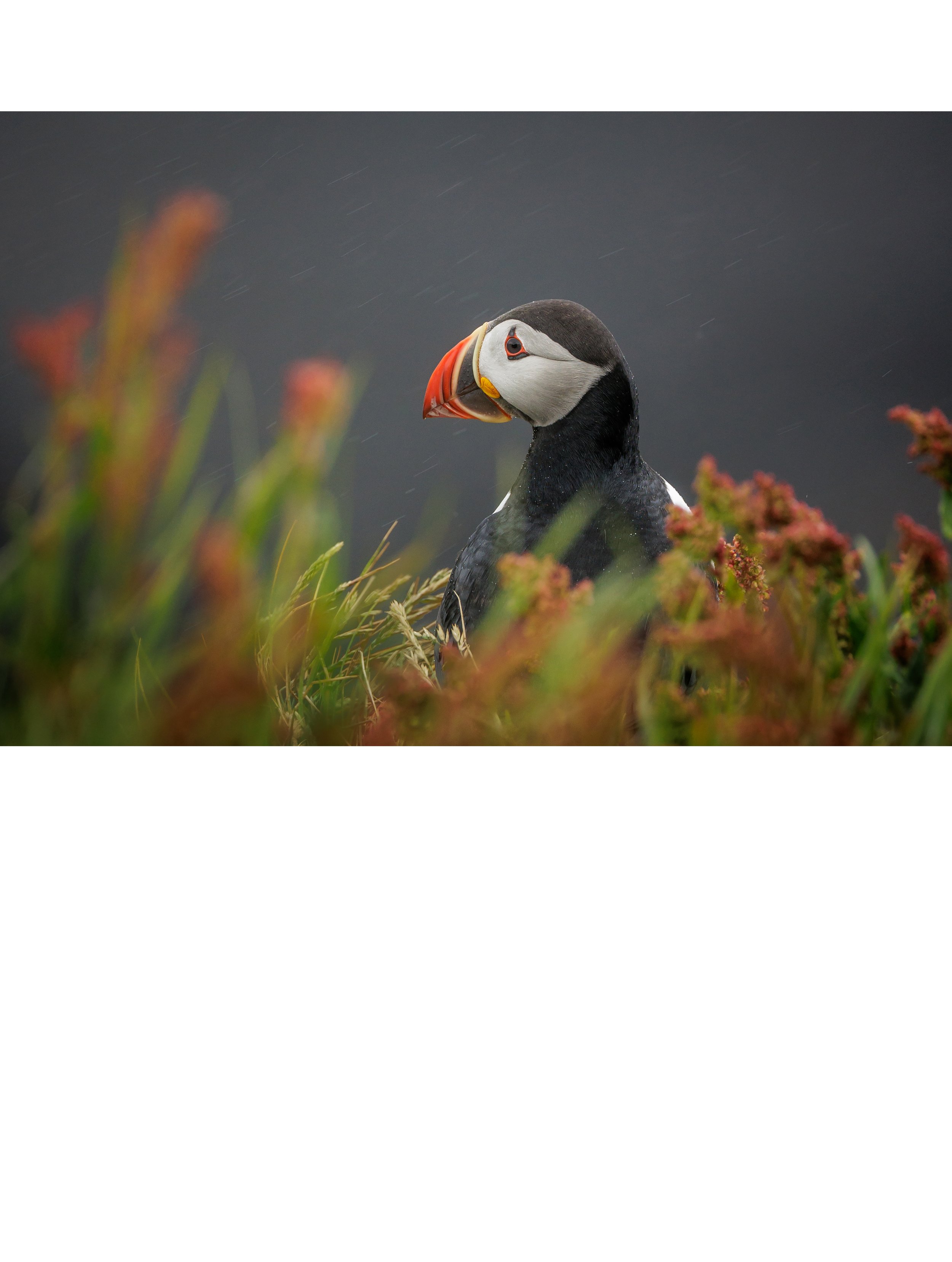 Puffin Rain Soaked copy.jpg