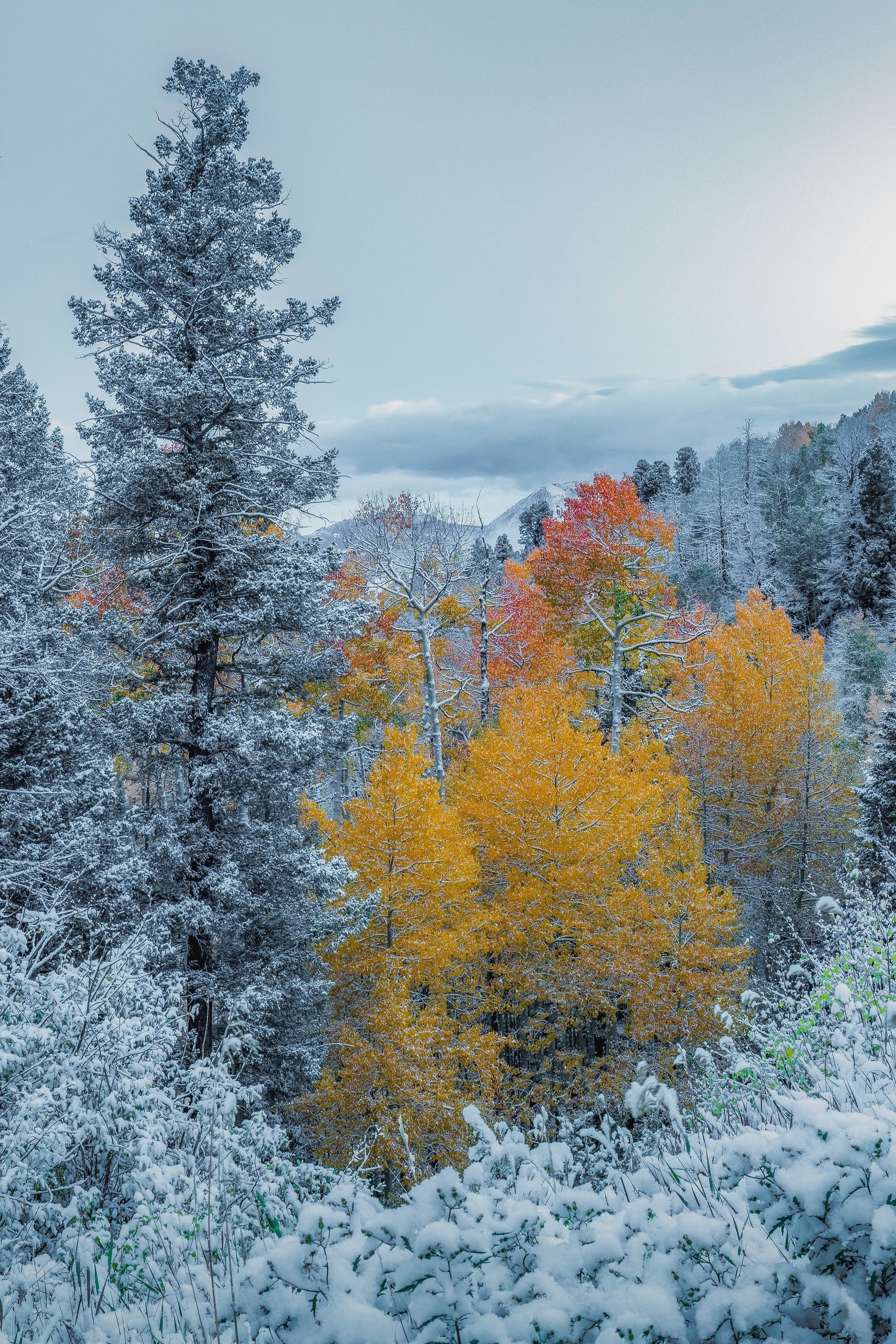 Snow-covered trees in a forest with orange and yellow fall foliage, mountains in the background, and a cloudy sky.