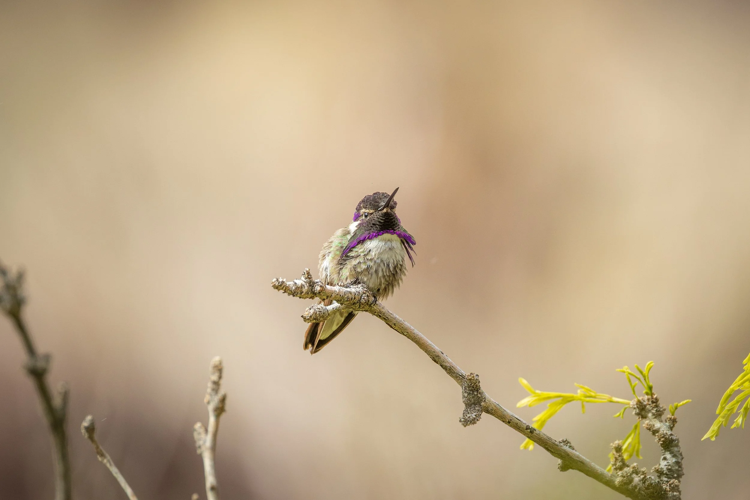Costa's Hummingbird-4.jpg