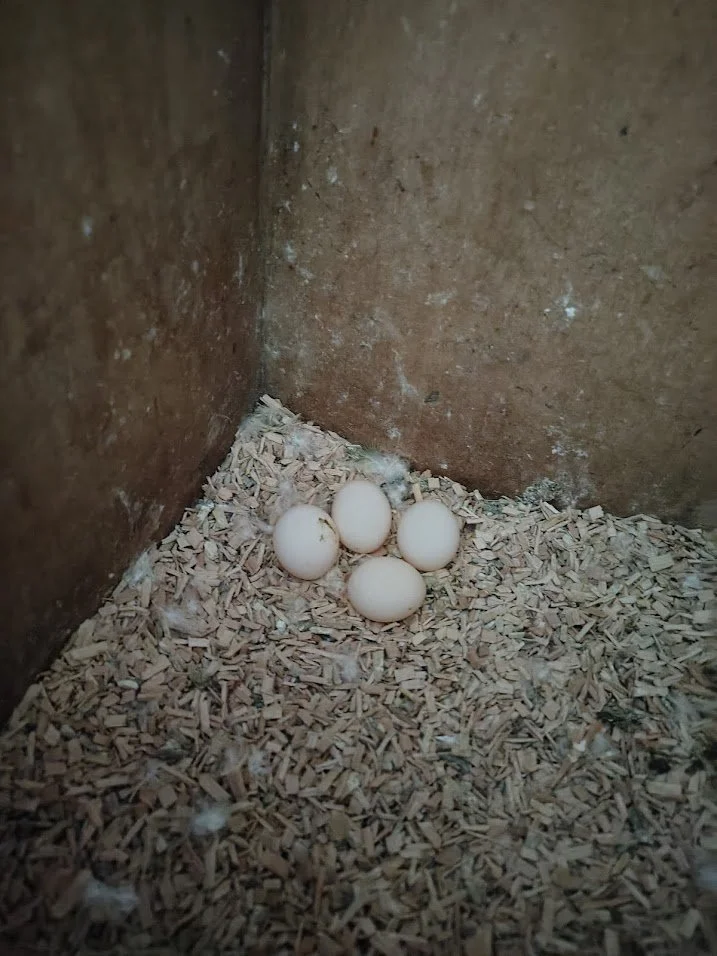 10 février: 4 oeufs