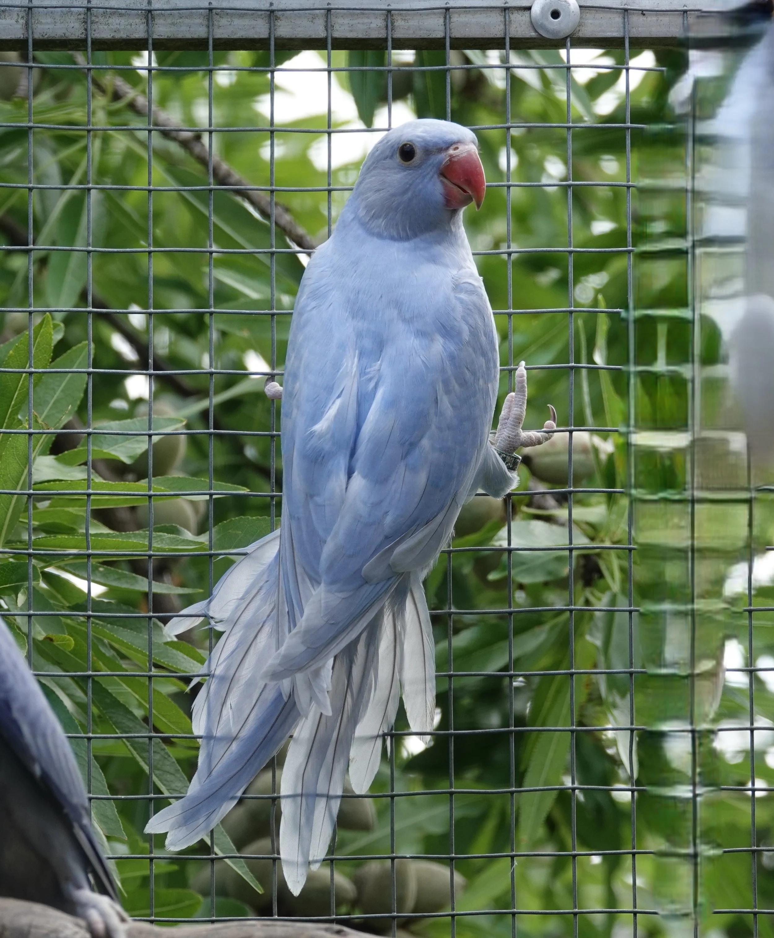 20 mai2026: la petite dernière et  enfin dehors. Isis
femelle opaline panaché dominante cobalt