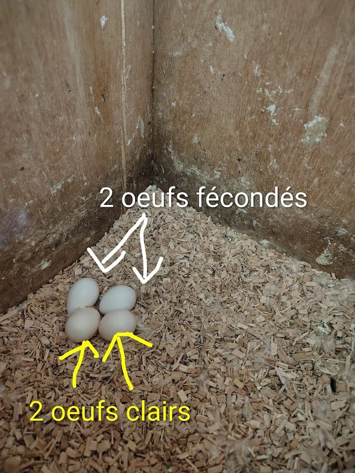 1 er mars: après avoir mirer les œufs,
2 œufs sur 4 fécondés