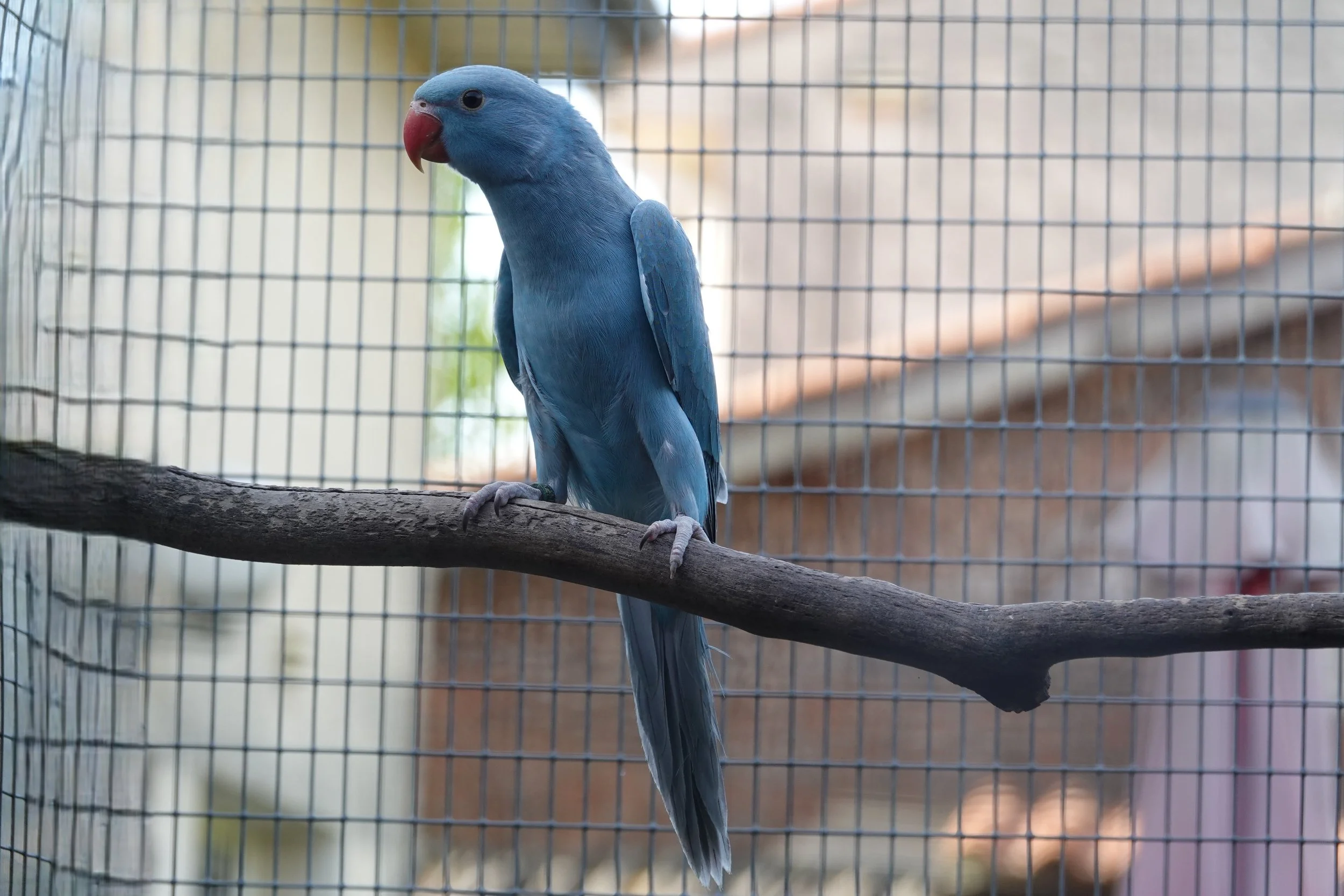 Femelle bleue porteuse de cleartail