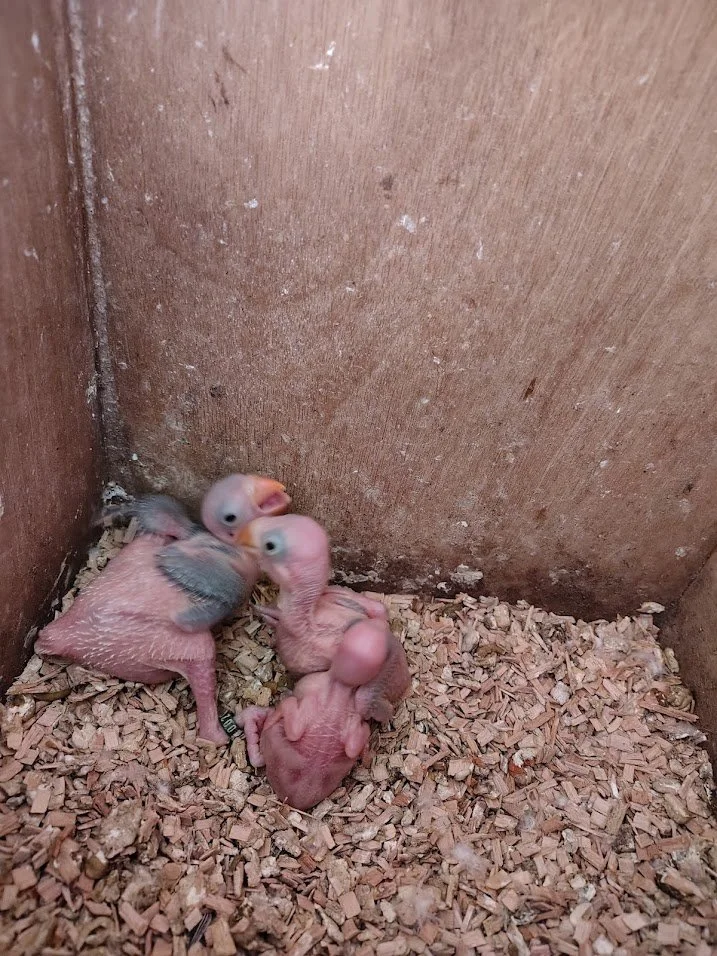 6 avril: 3 BB au nid