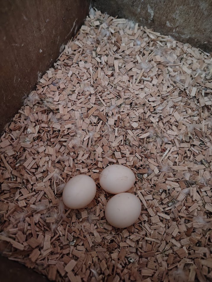 27 février: 3 ème œuf