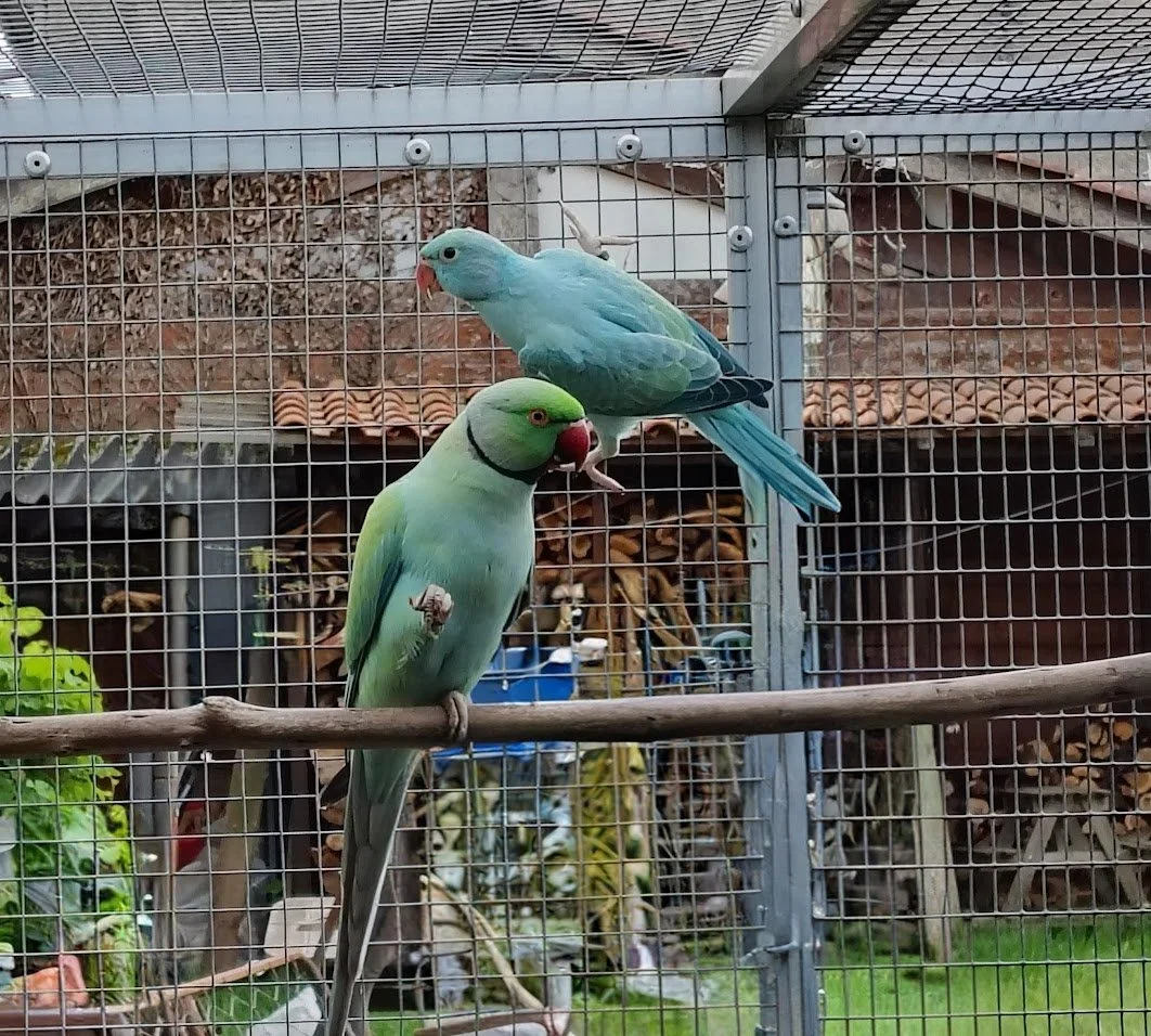 11 mai : femelle opaline bleue/CT