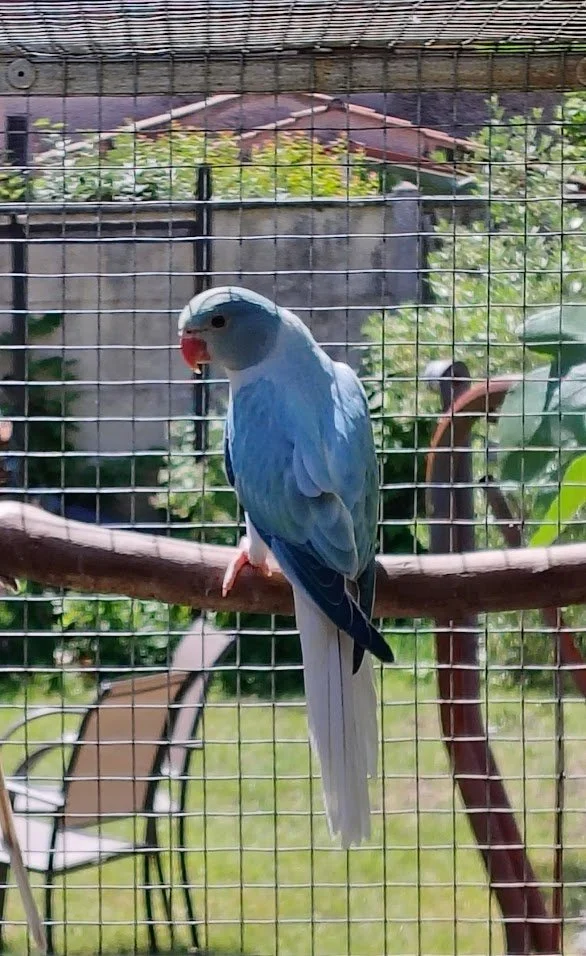 Femelle opaline cleartail bleue turquoise