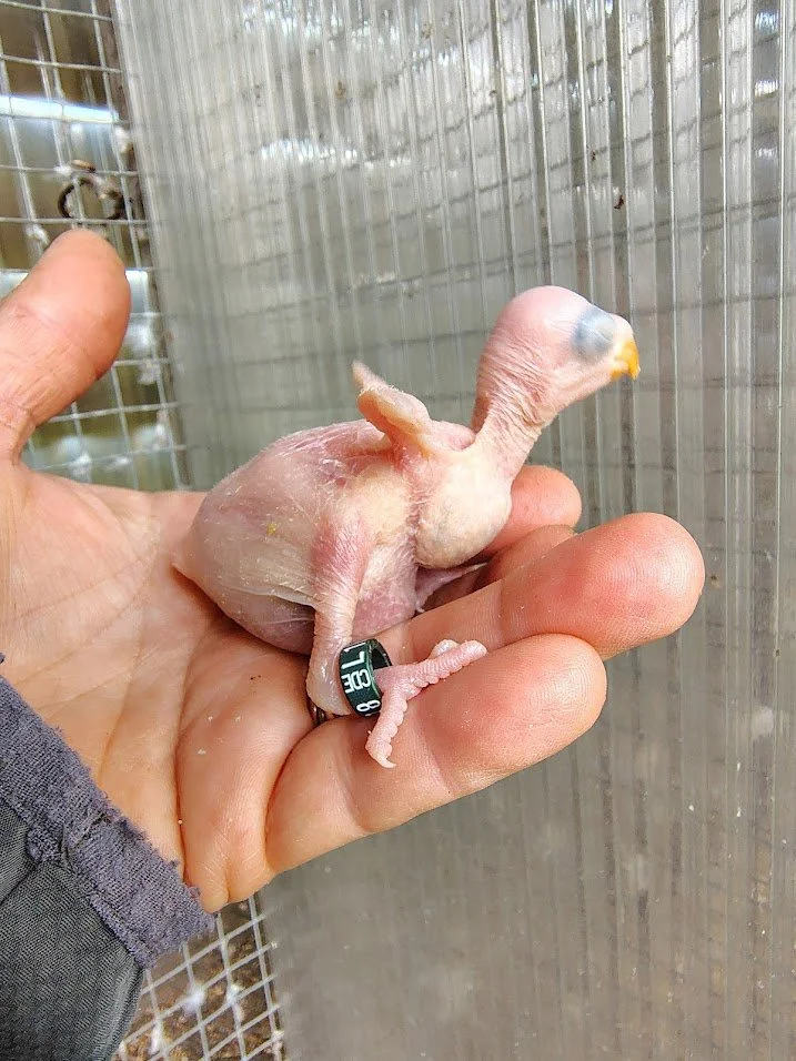 28 mars: 1 er bagué