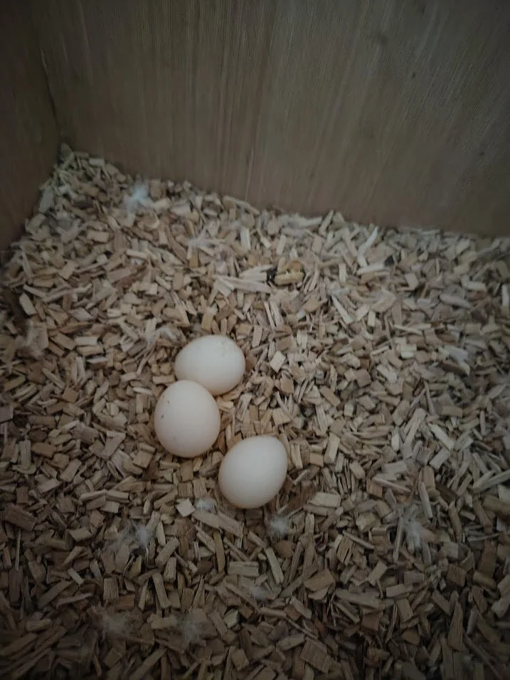 14 février: 3 œufs