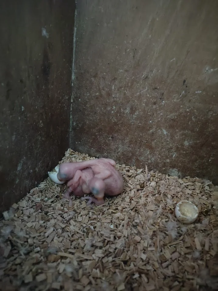 7 avril : 2 bb ( 2 œufs avec un développement inachevé)