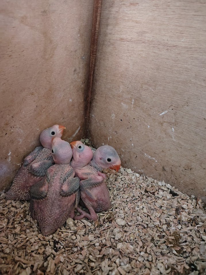 7 avril: 4 beaux BB au nid