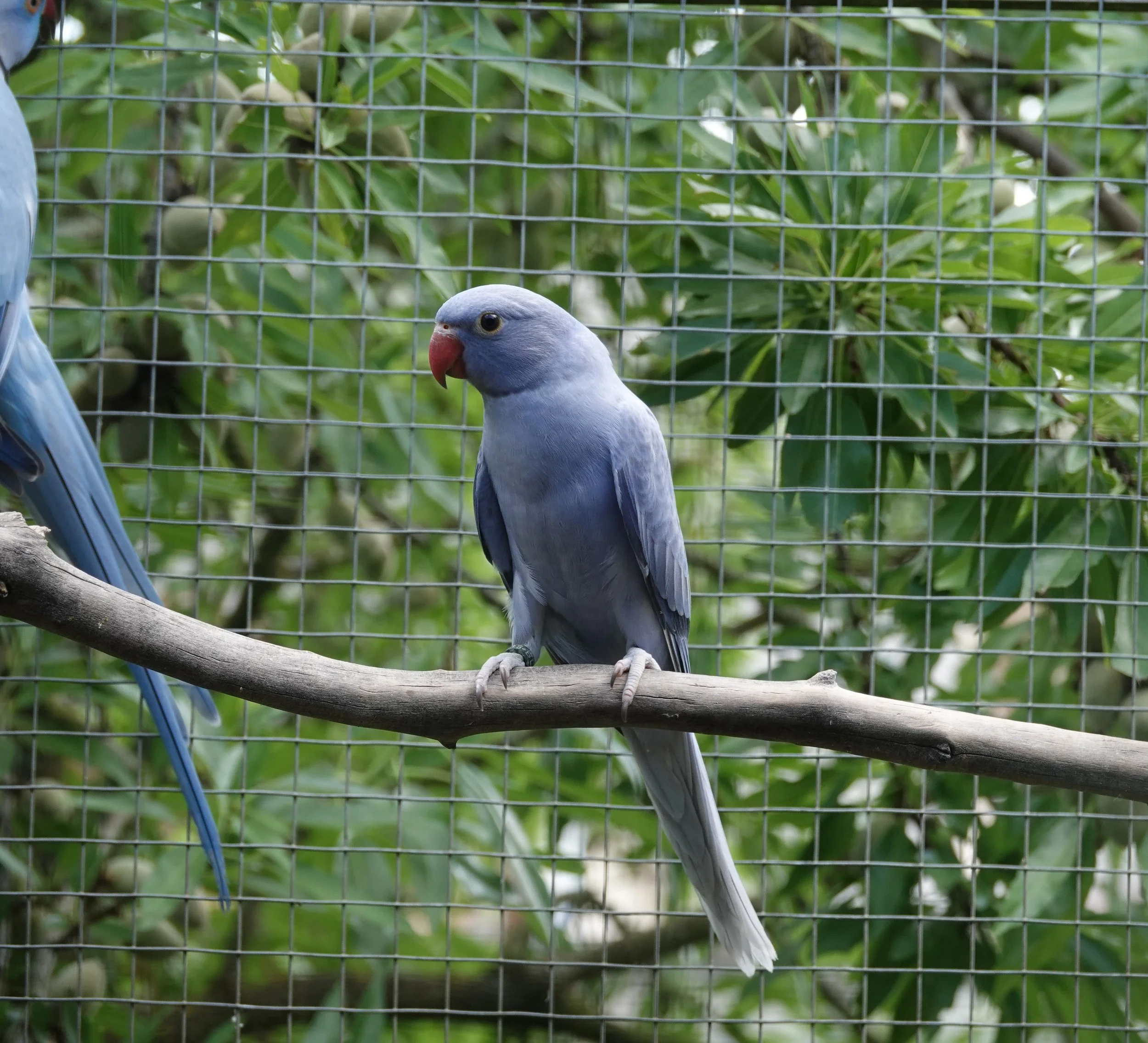 18 mai: sortie de la 2ème de la fratrie, 
femelle une opaline violette