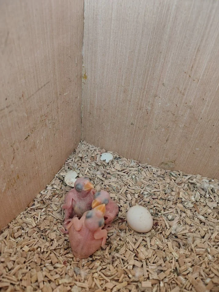 18 mars 3 BB et 1 œuf clair
