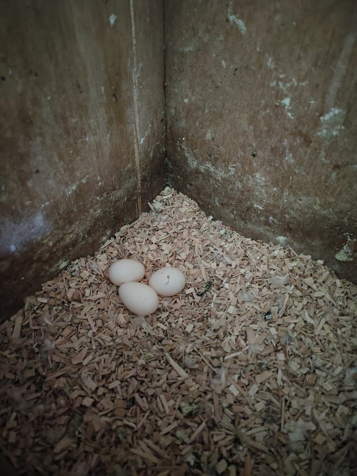 10 février: 3 -ème œuf