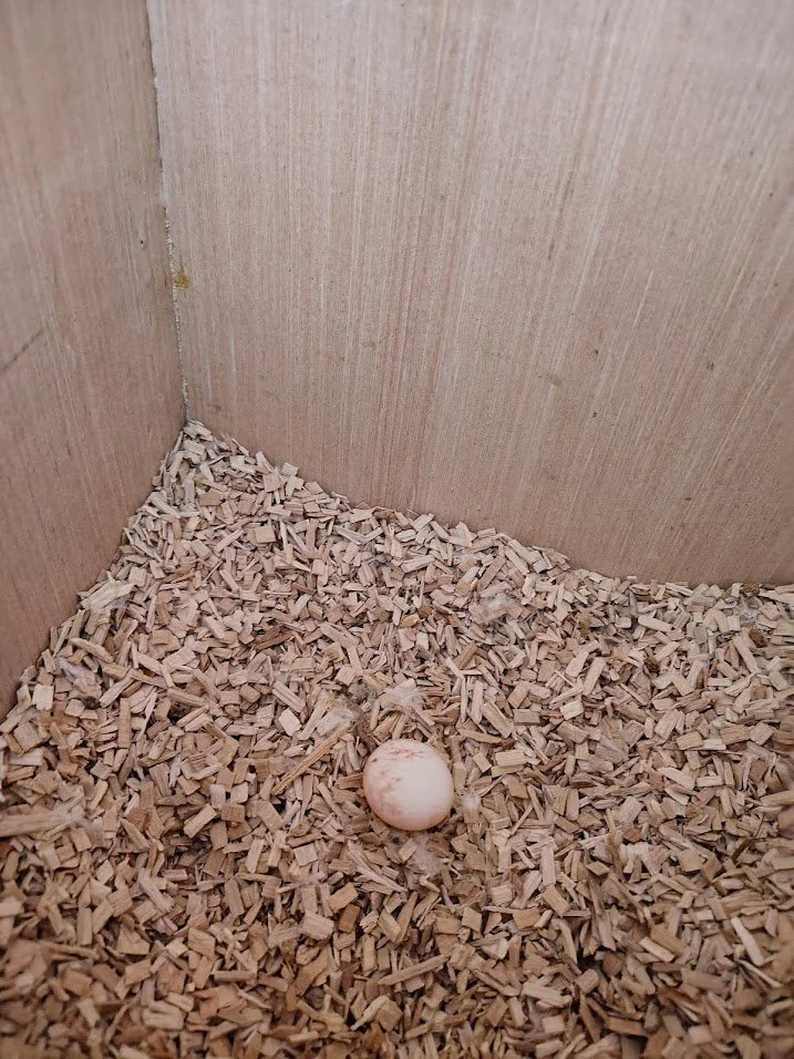 10 février: 1er œuf pour notre jeune femelle de deux ans