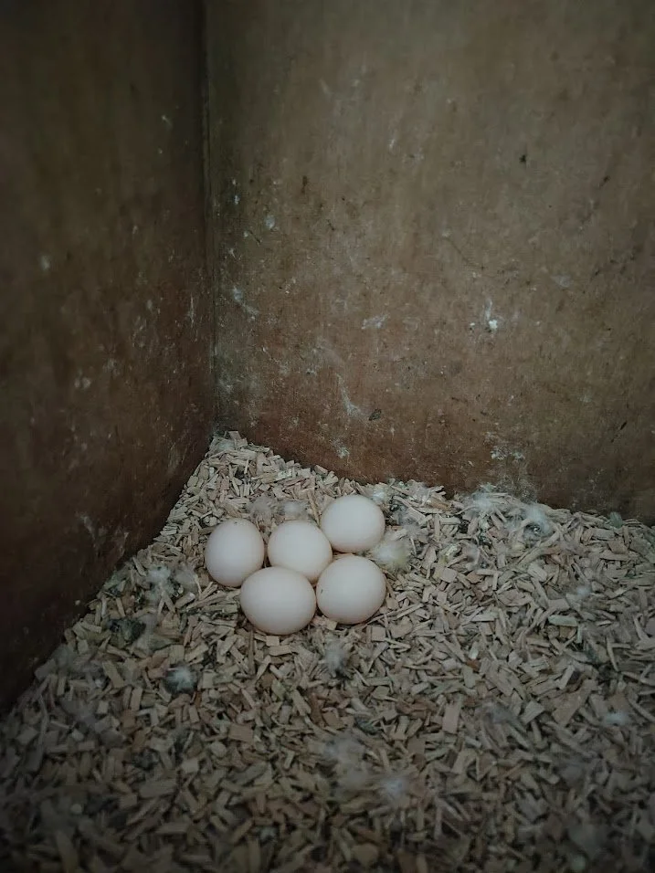 12 février: 5 œufs