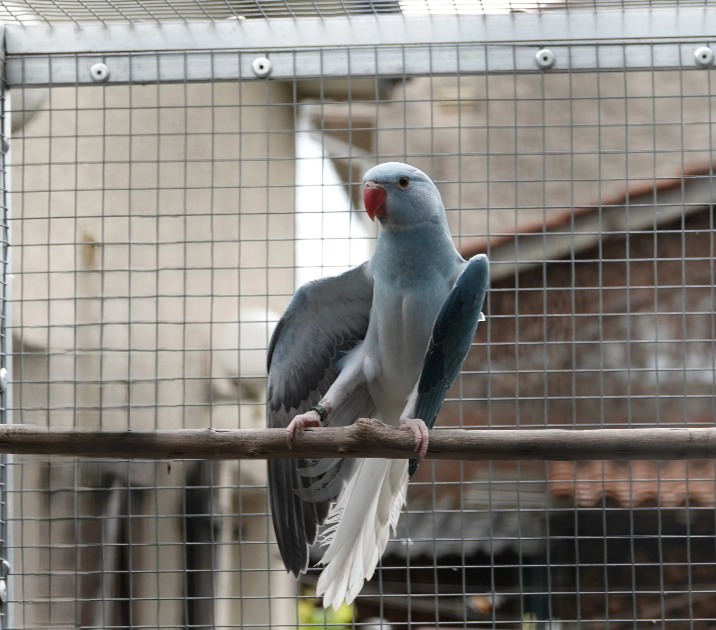 17 mai 2026: mâle cleartail bleu/ opaline