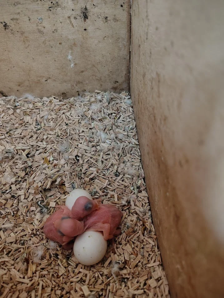 17 mars: 2 BB au nid et 2 œufs clairs