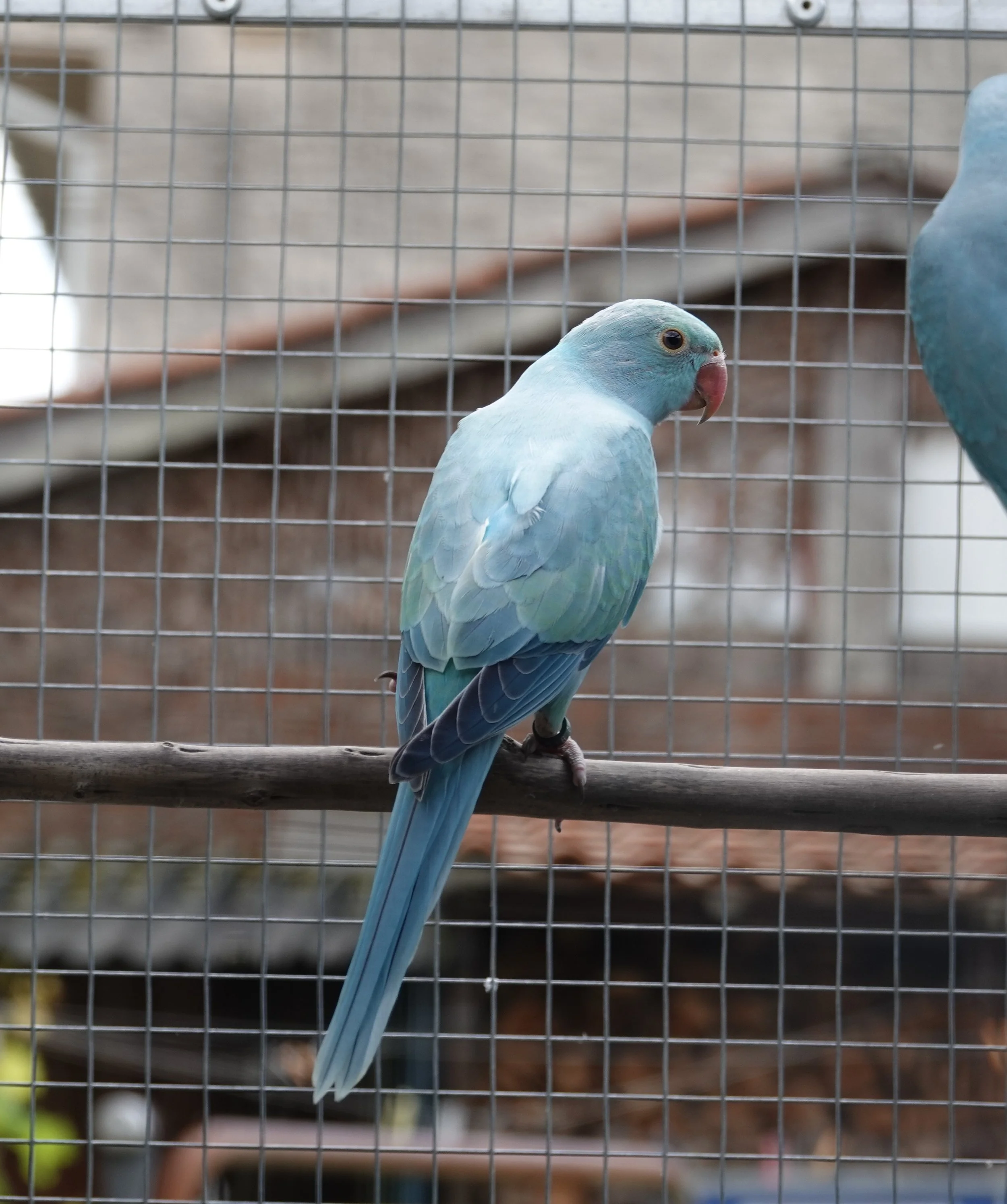 Femelle opaline bleue turquoise/ cleartail