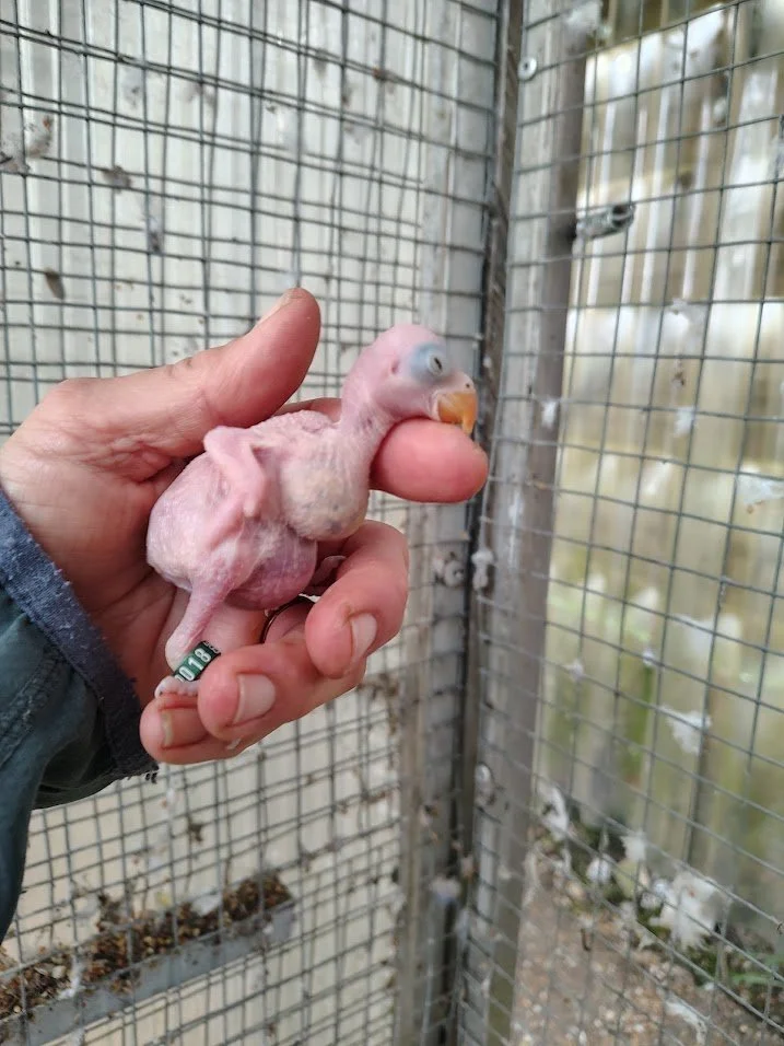 1 er avril: 2ème BB bagué