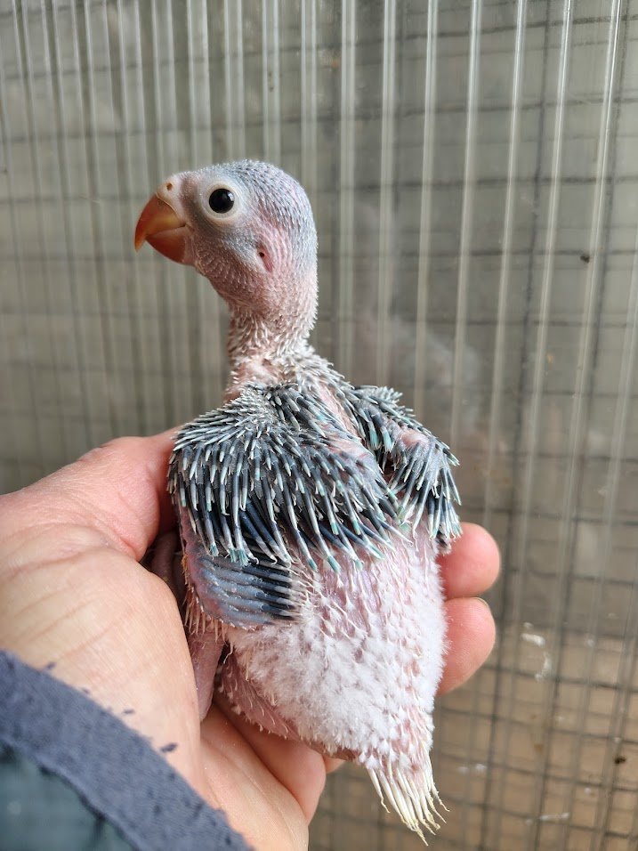 3 avril: opaline cleartail bleu turquoise