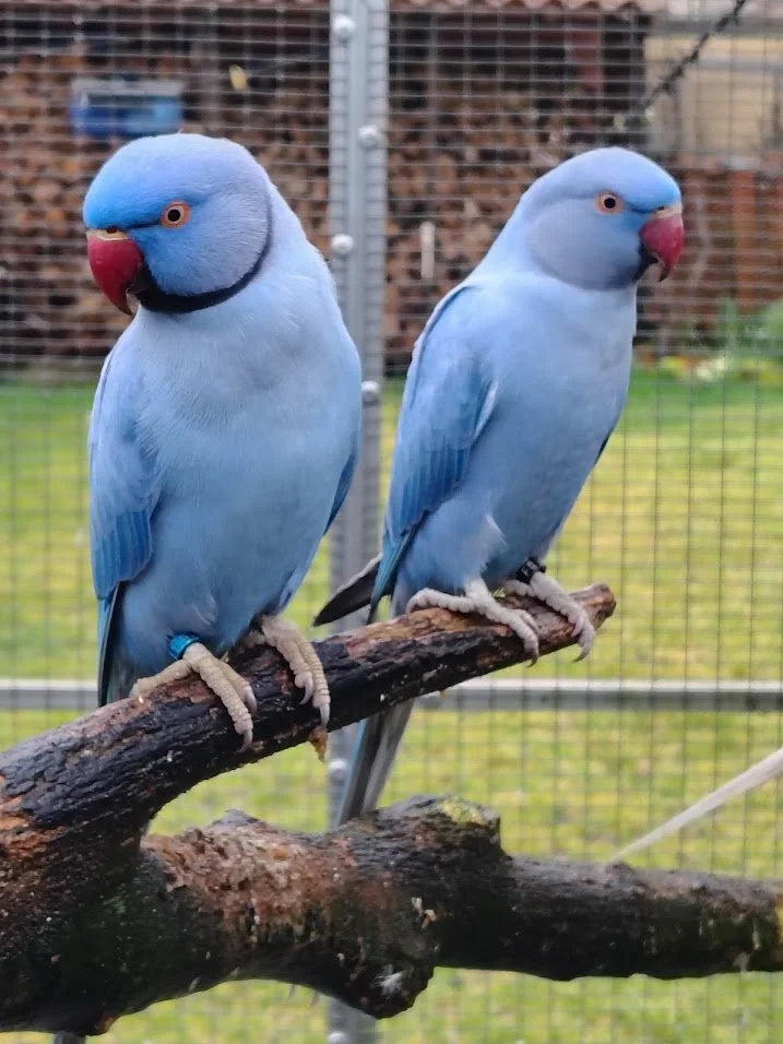 janvier 2026 à côté de son père dans la collective
