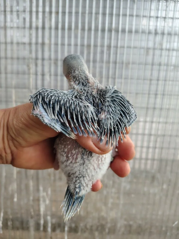 3 avril: un violet turquoise