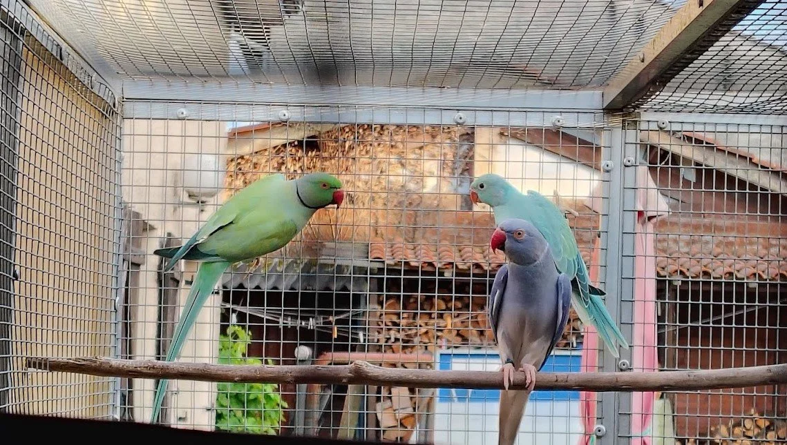 6 mai: 1 ère sortie de la femelle opaline bleue turquoise/ cleartail
