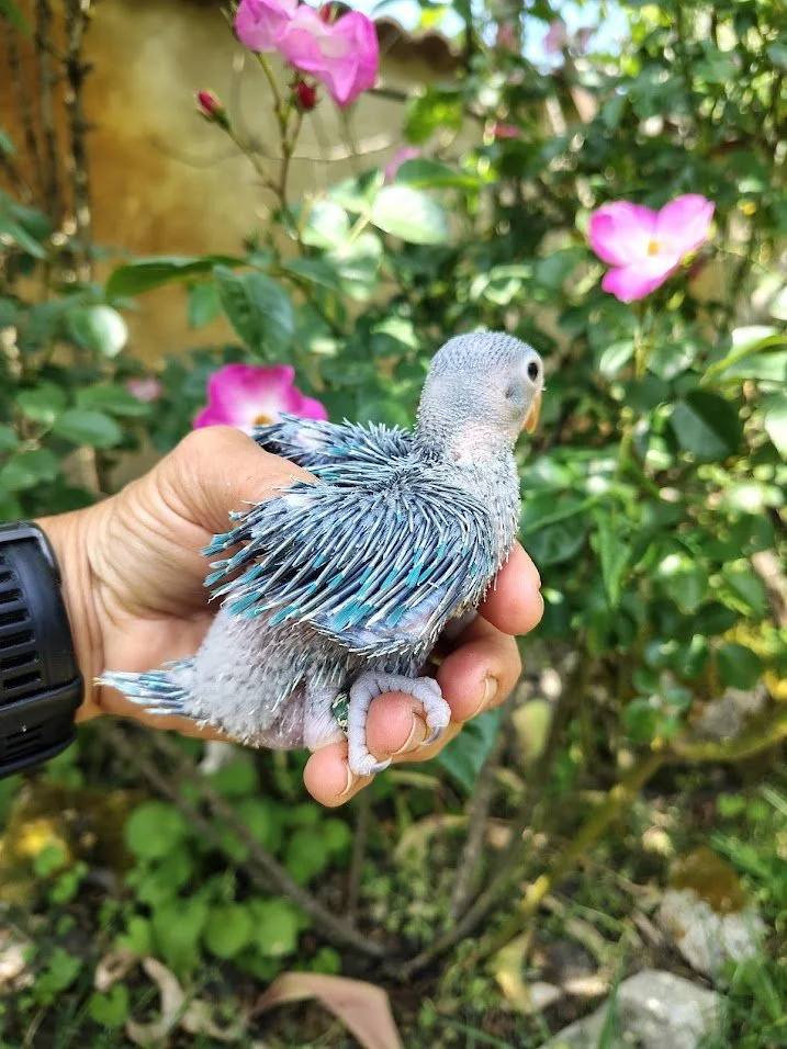 22 avril: bleu porteur de cleartail