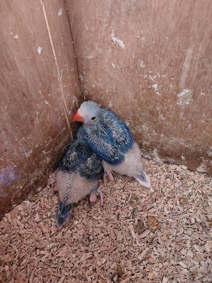 4 avril: un cleartail  violet cobalt et un violet turquoise