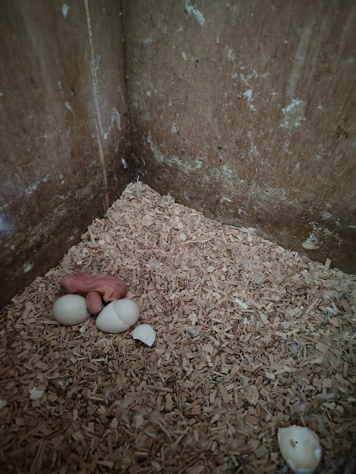 8 mars: 2 BB et 2 œufs clairs.