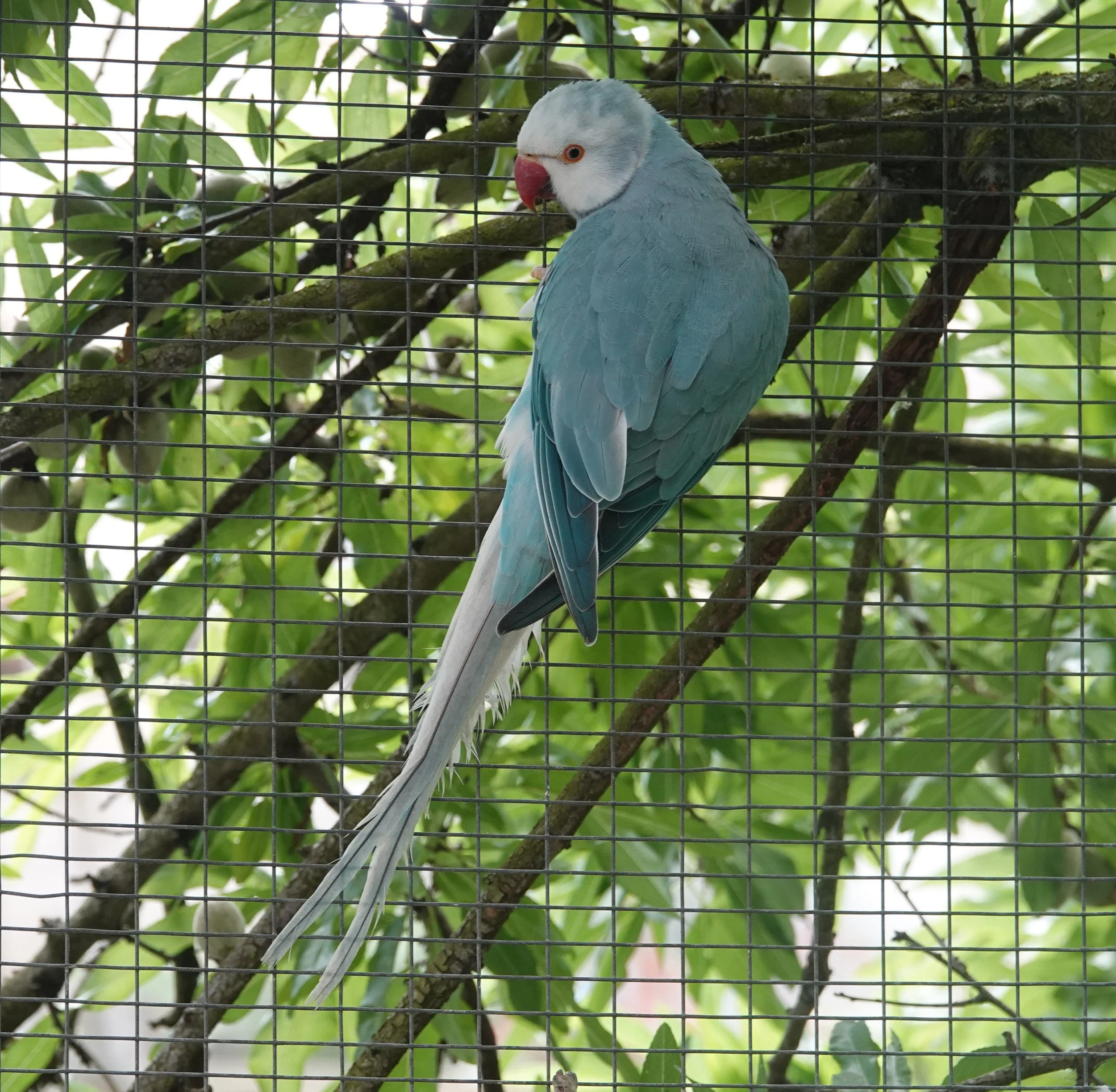 Hamon