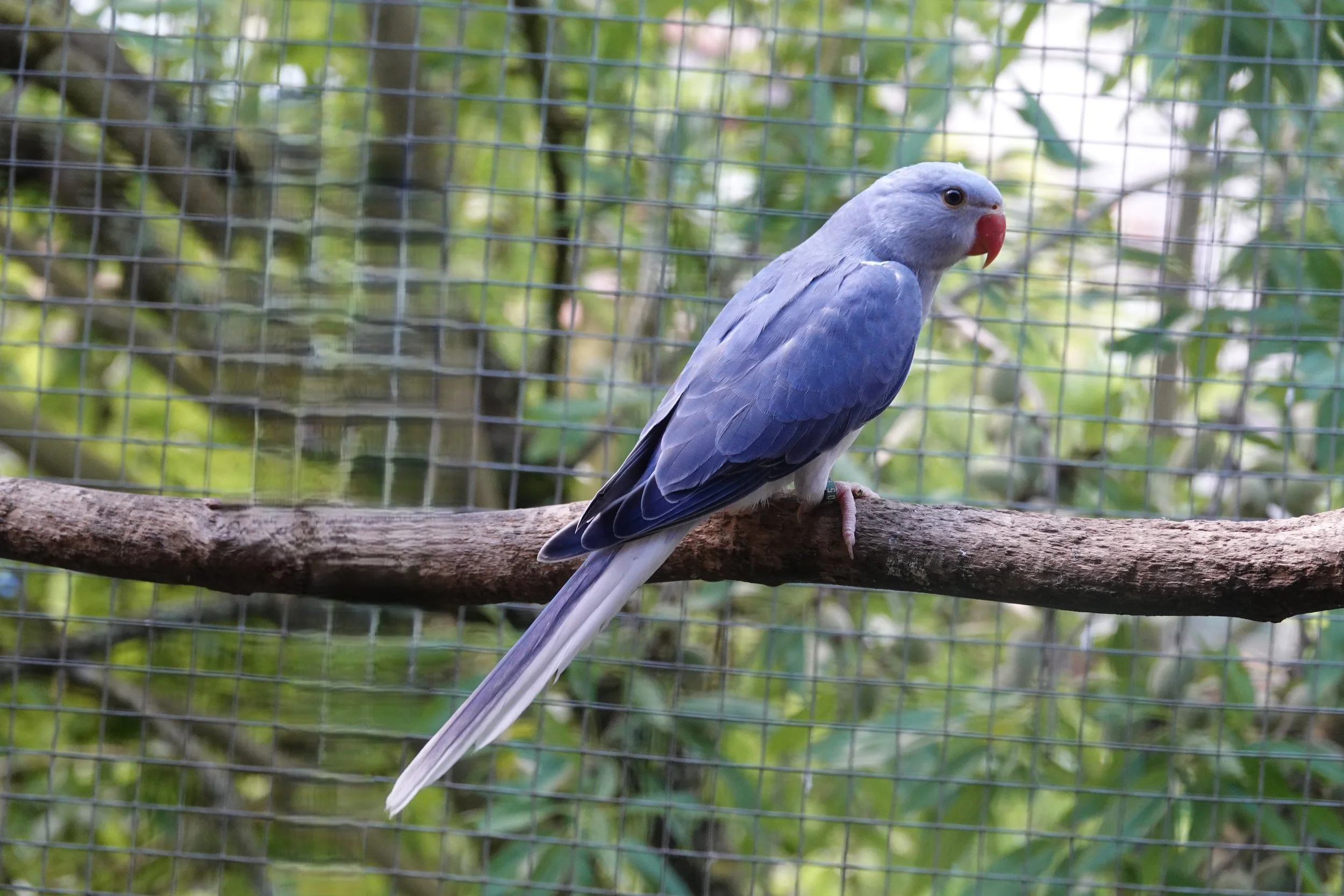 18 mai 2026: mâle violet cobalt/opaline